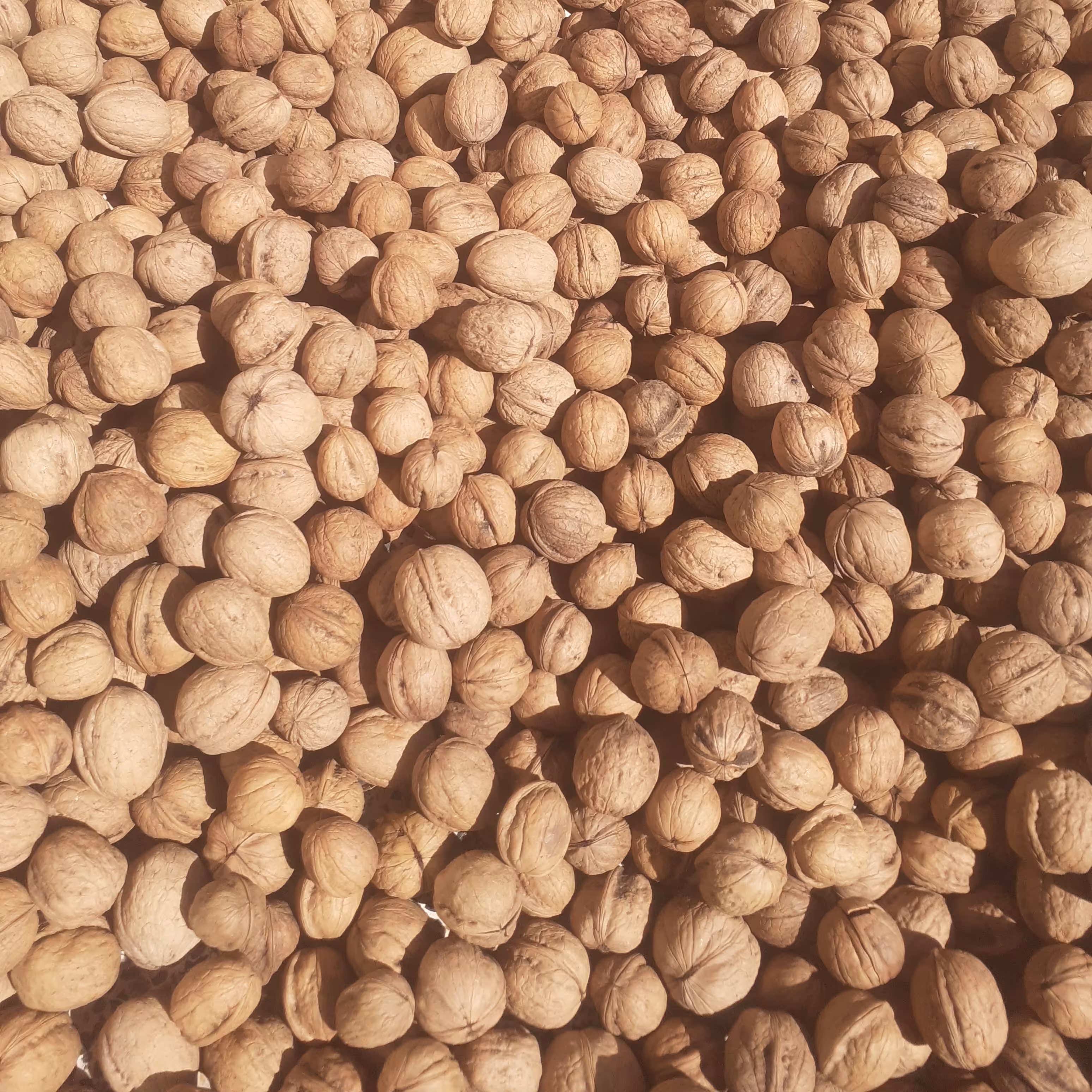 گردوی نهاوند 