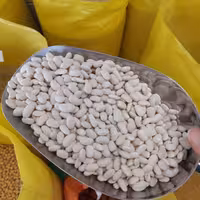 لوبیا سفید دستچین 1403 نیم کیلویی