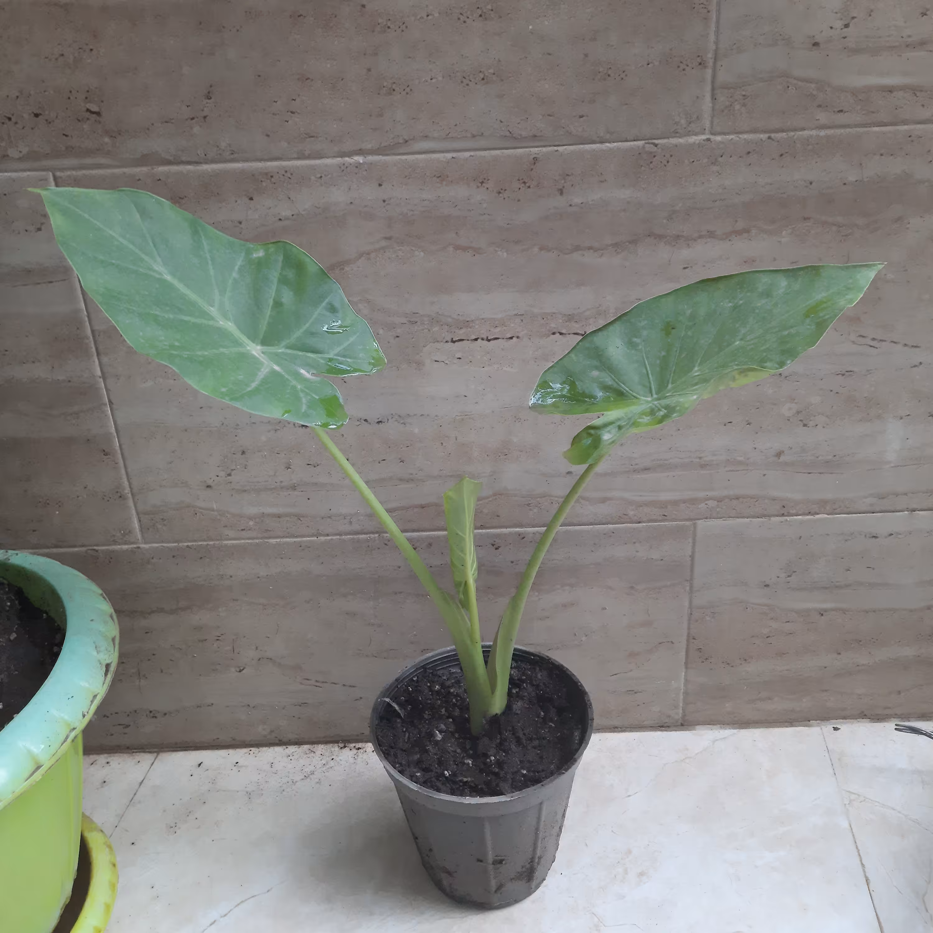 بابا ادم تنه سبز سطل 3