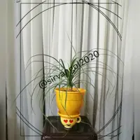 لیندا (هزینه ارسال با مشتری یا تحویل در اندیشه) 