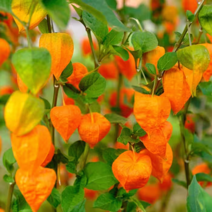 بذر فیسالیس (عروسک پشت پرده) نارنجی
