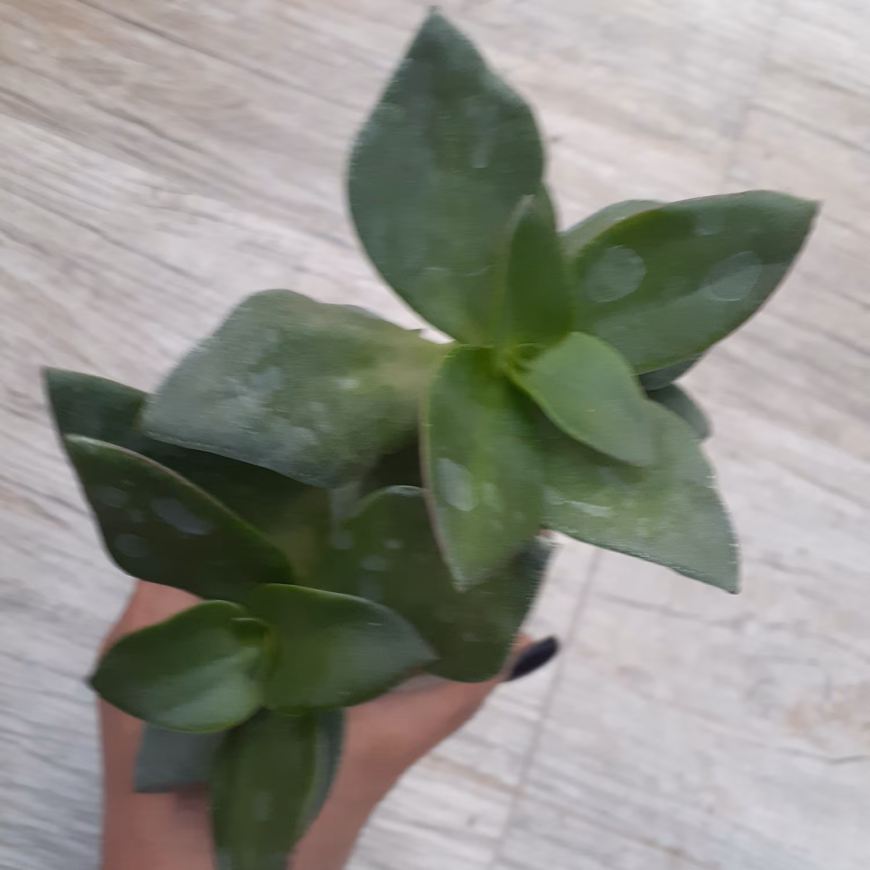 گل اچوریا گلدان 8  