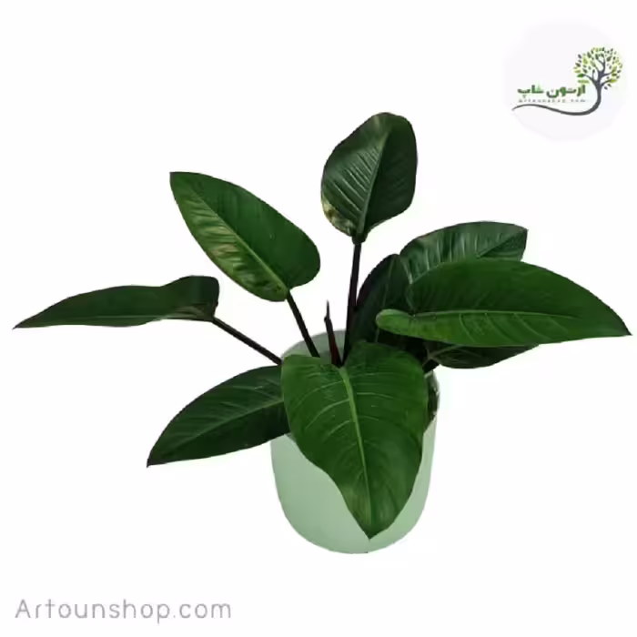 فیلندرون گوش گرگی همراه با گلدان ( ارسال با باربری بصورت پس کرایه )