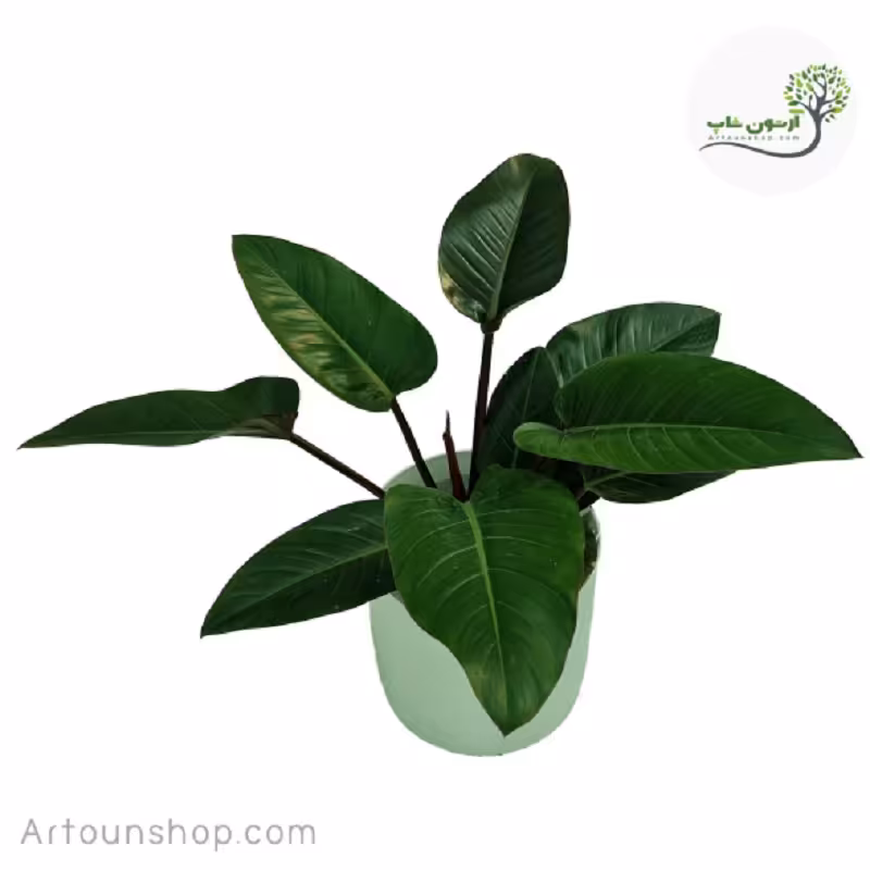 فیلندرون گوش گرگی همراه با گلدان ( ارسال با باربری بصورت پس کرایه )