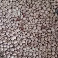 لوبیا چیتی دستچین