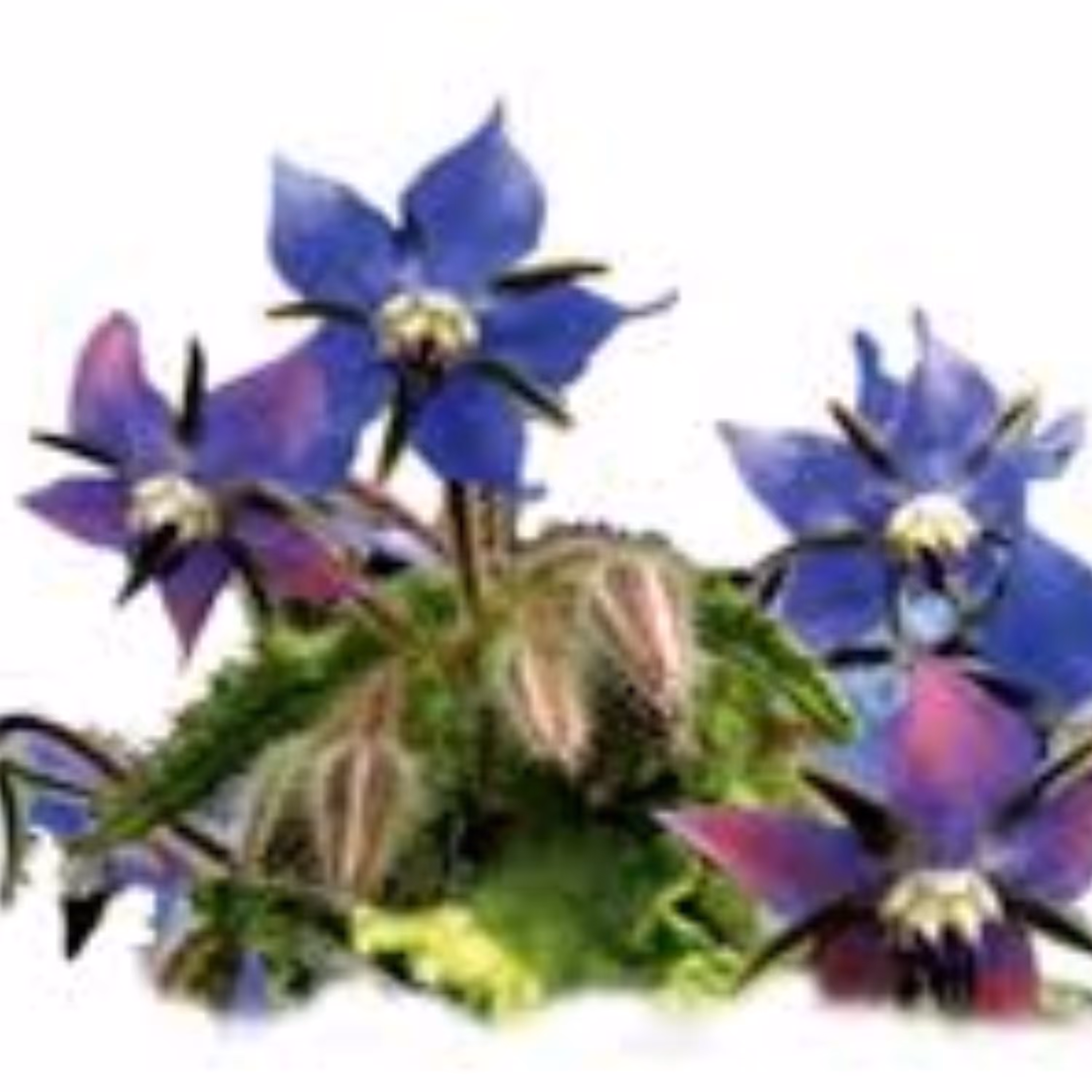 عرق گل گاوزبان 4 لیتر . ارسال رایگان