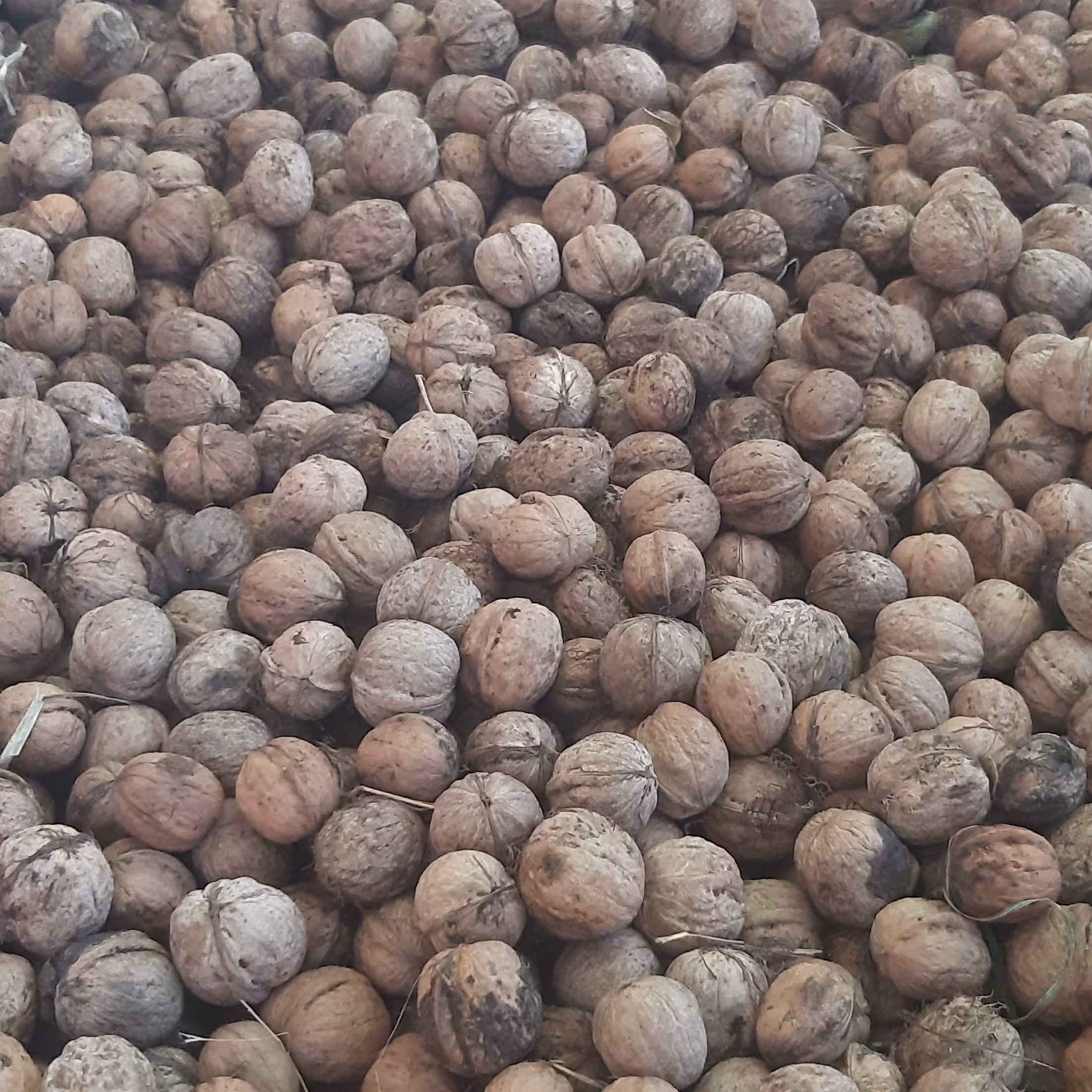 گردو  تویسرکان 