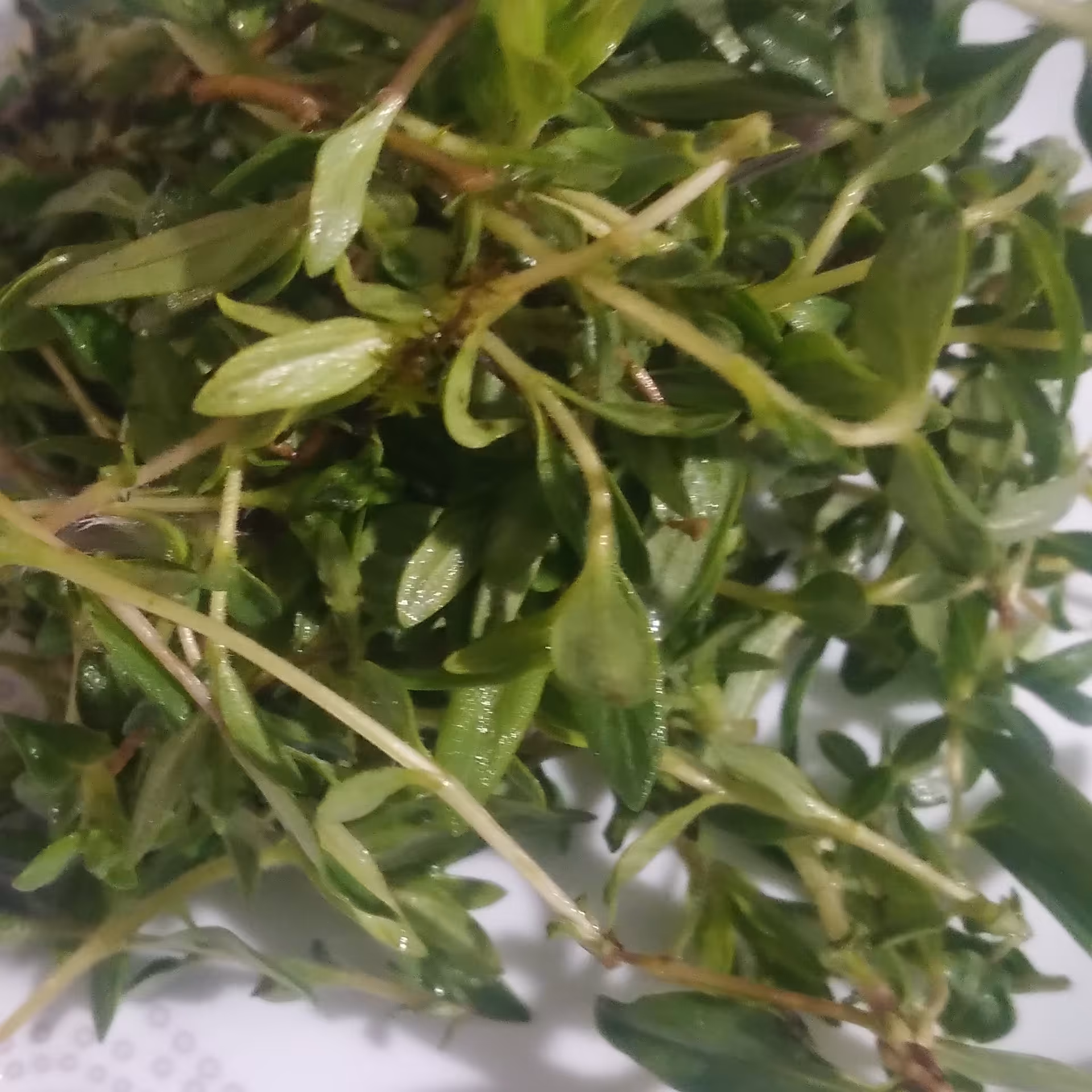 اویشن کوهی تازه