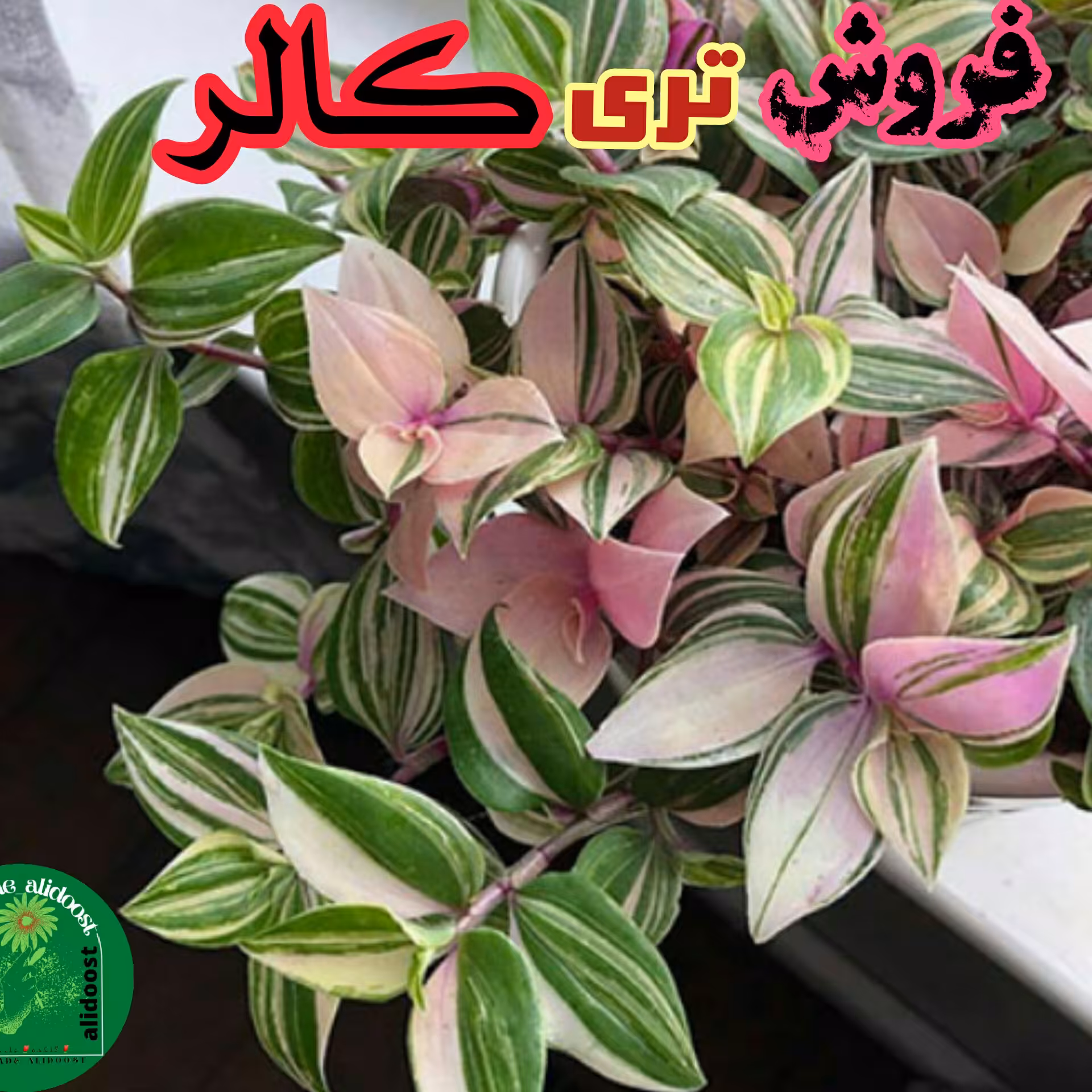 تریکالر یا تری کالر