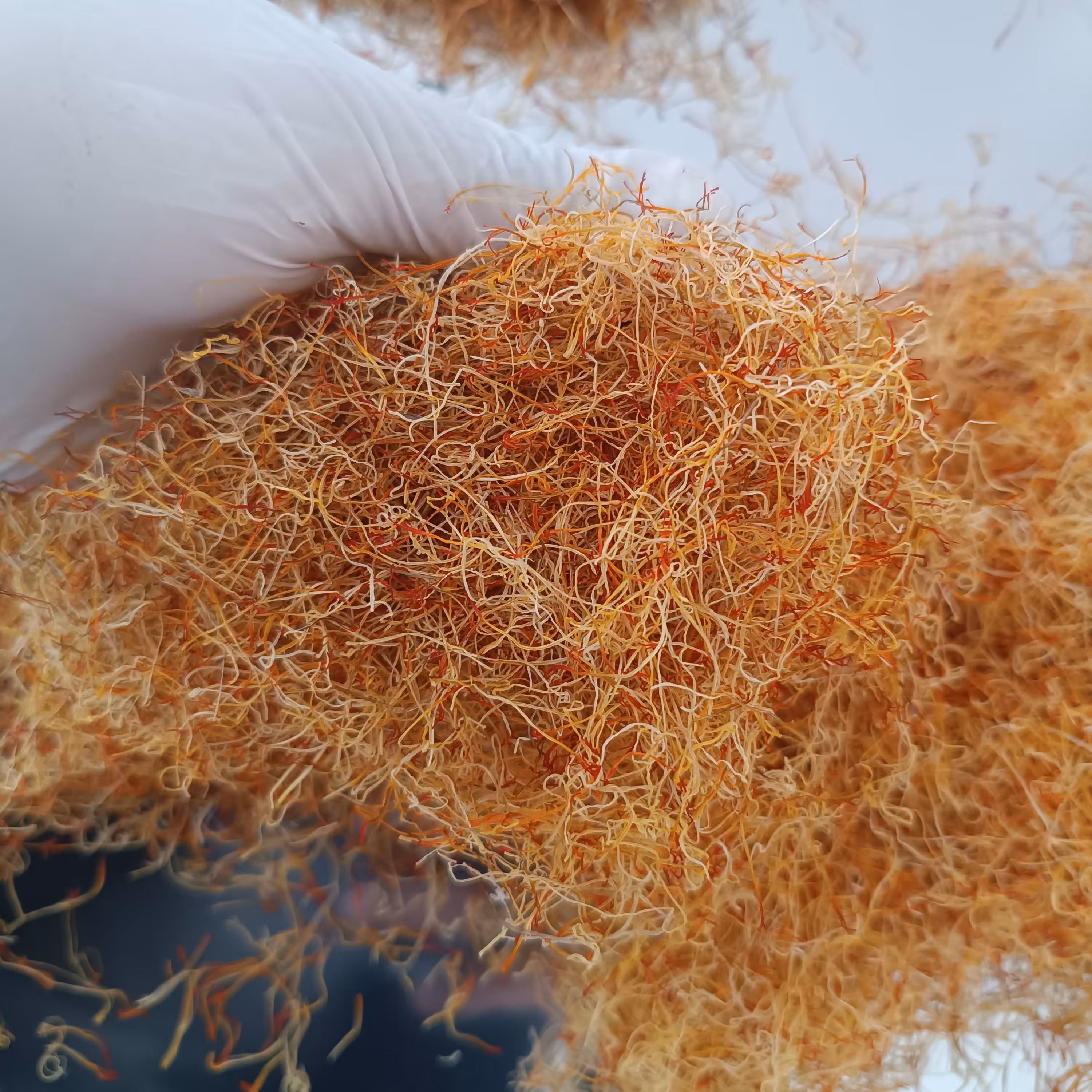 50 گرم ریشه زعفران درجه یک تازه برداشت 1402