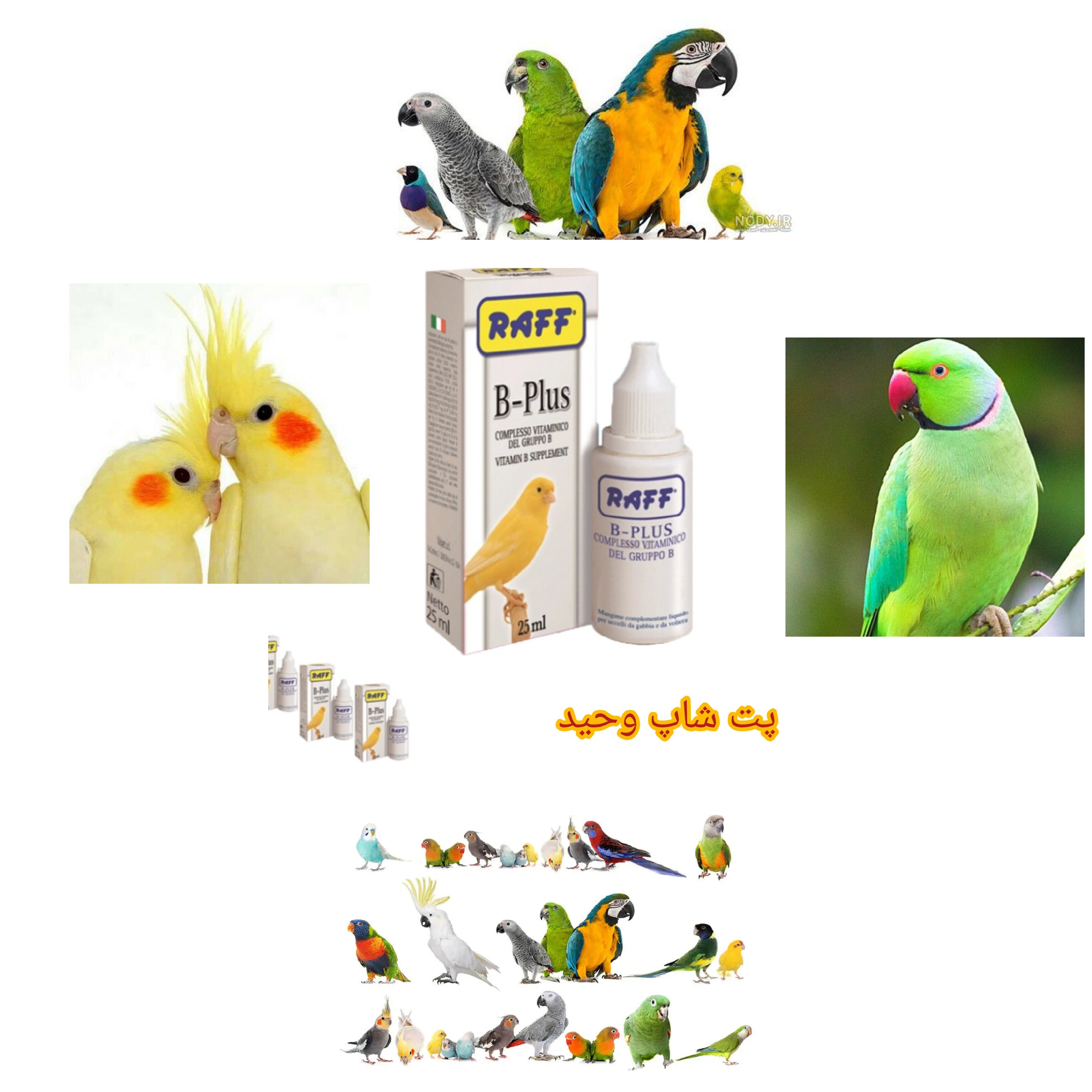 بیکمپلکس راف ایتالیا10میل پرندگان