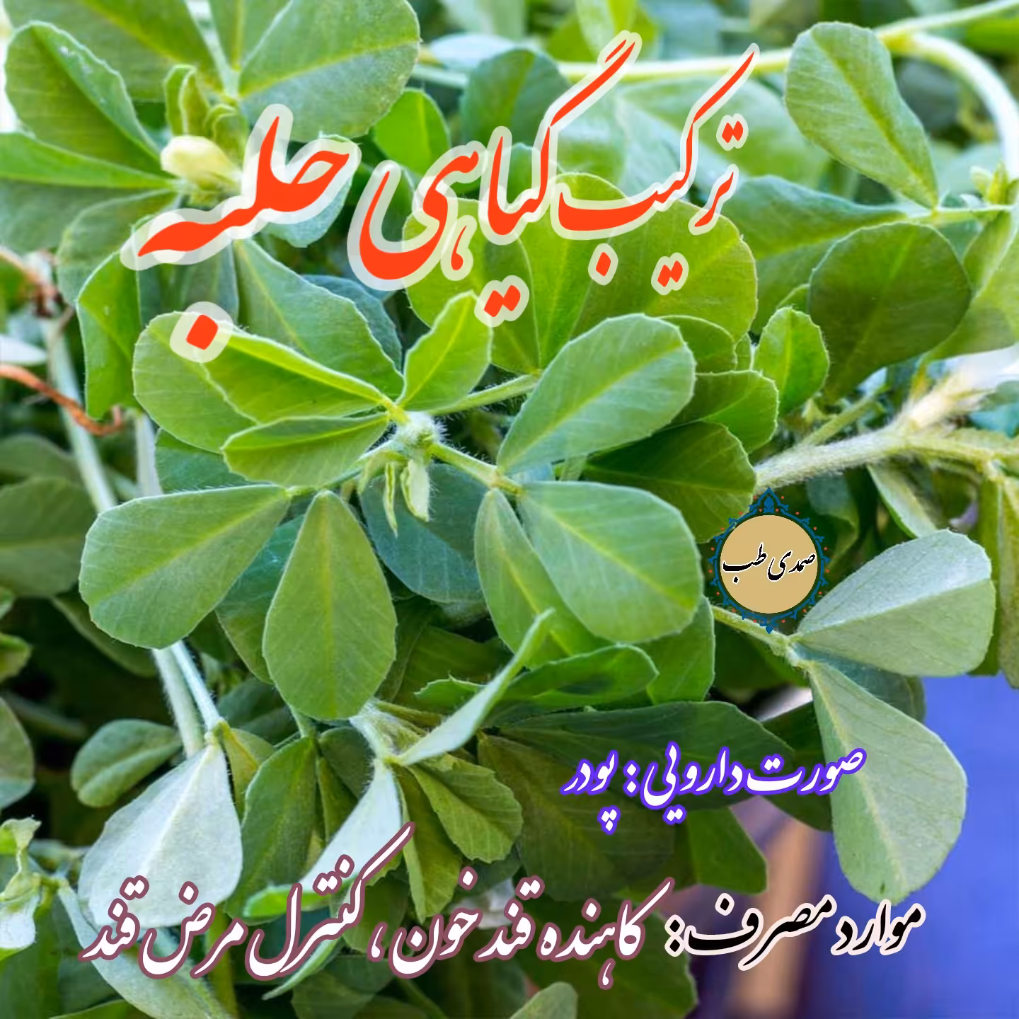 ترکیب گیاهی حلبه