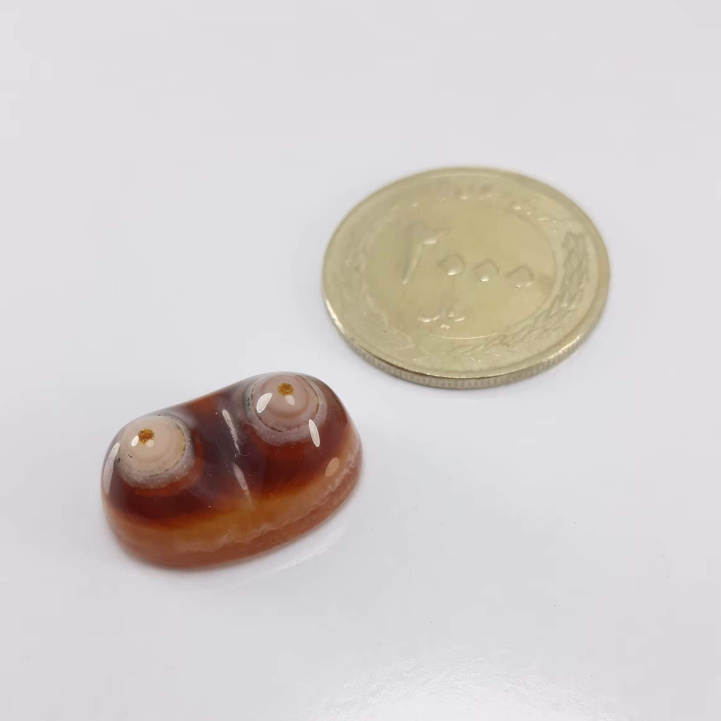 نگین بابا قوری دو کوهان نی نی دار  خاص و کلکسیونی