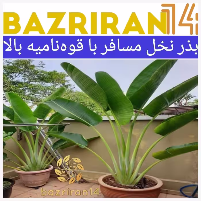 بذر نخل مسافر کیفیت بالا و خلوص99درصدبسته 4عددی