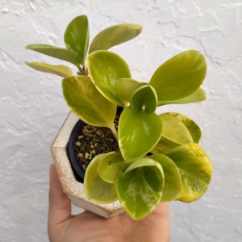 قاشقی ابلق سایز 8