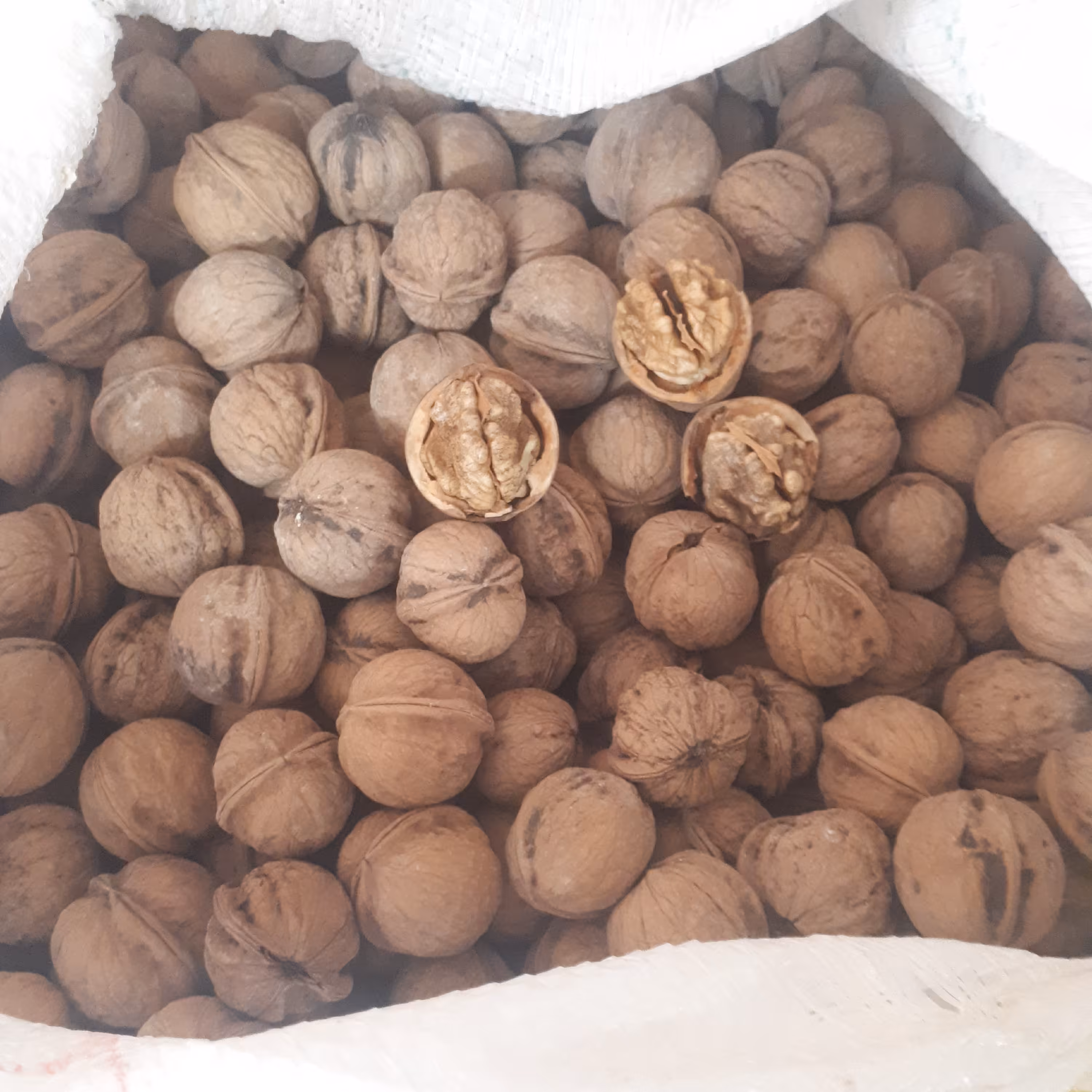 گردو محلی با پوست 