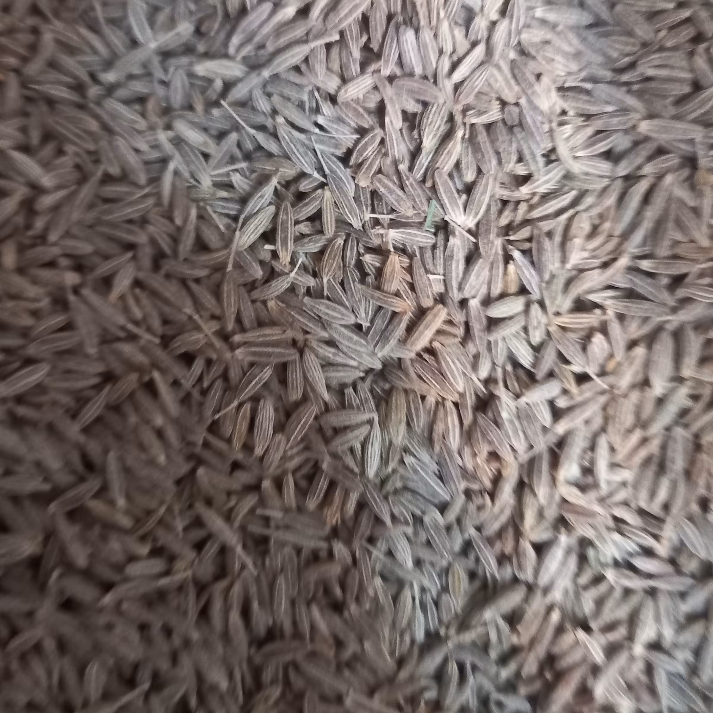 زیره سبز درجه یک