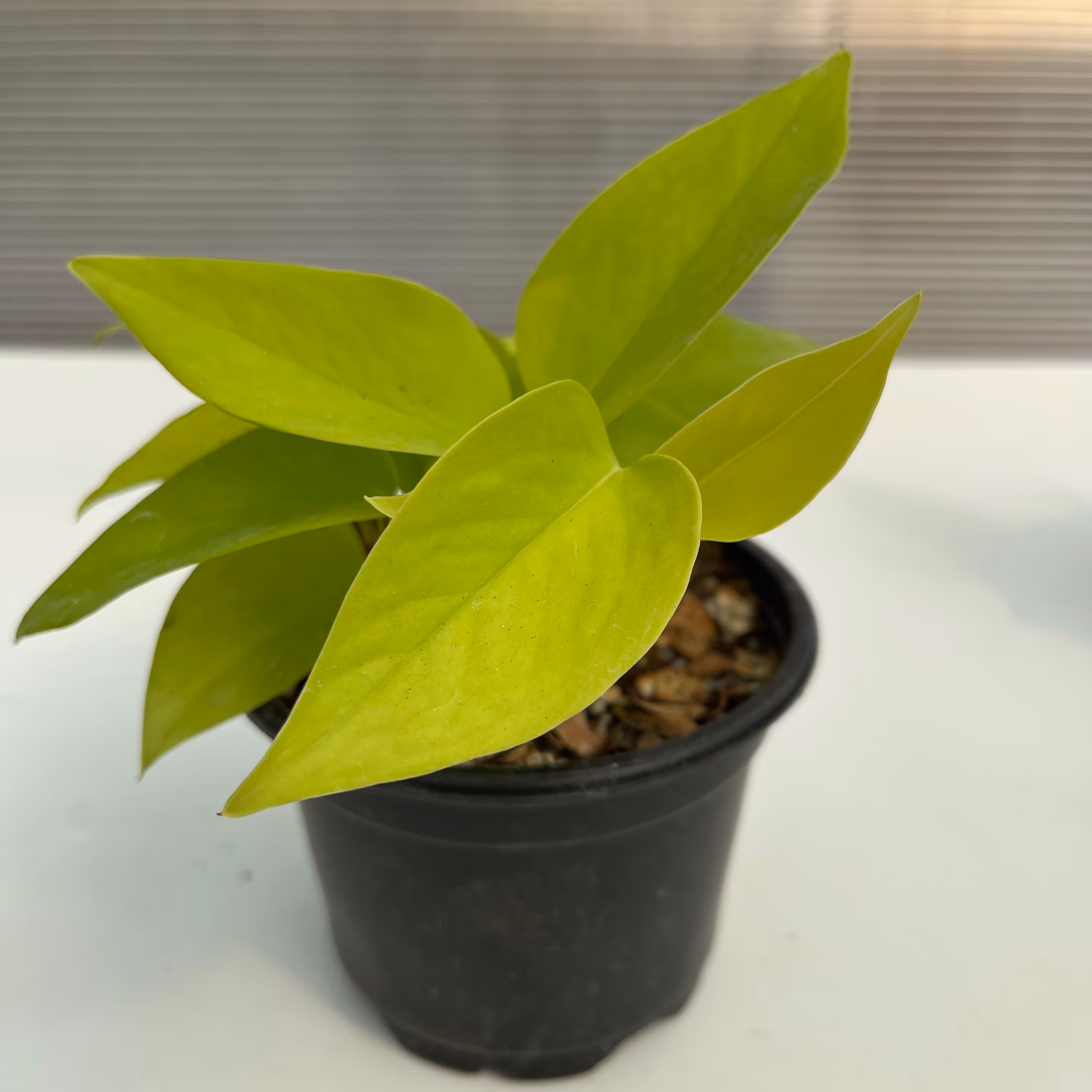 پتوس نئون یا پتوس لیمویی