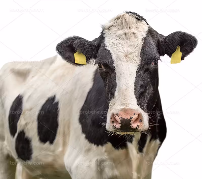 عکس گاو سفید مشکی | گرافیک با طعم تربچه