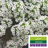 بذر گل عسلی بذر طلایی رویان