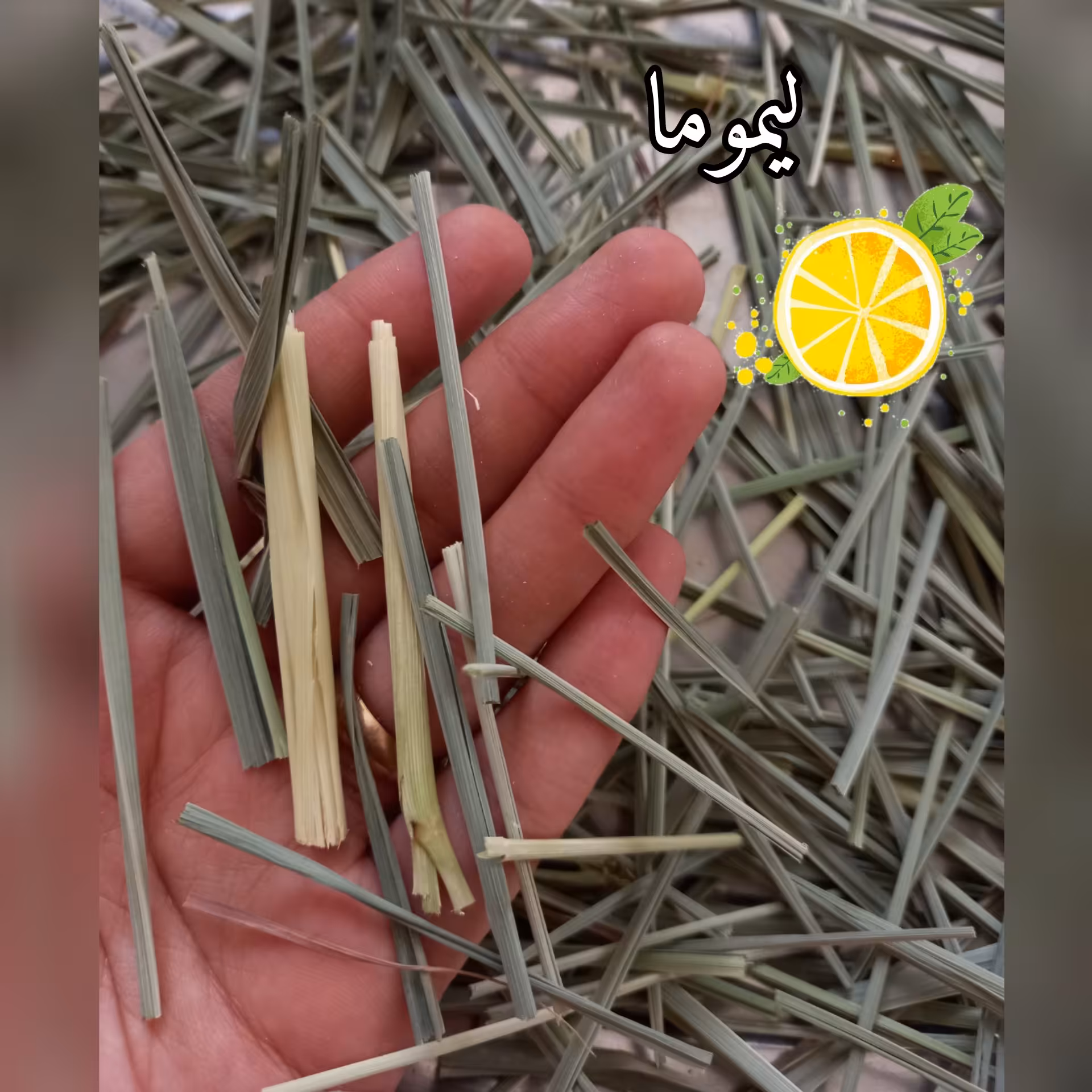 لمون گراس علف لیمو (1000گرم)تازه و خوشعطر ادمنوش لمونگرس
