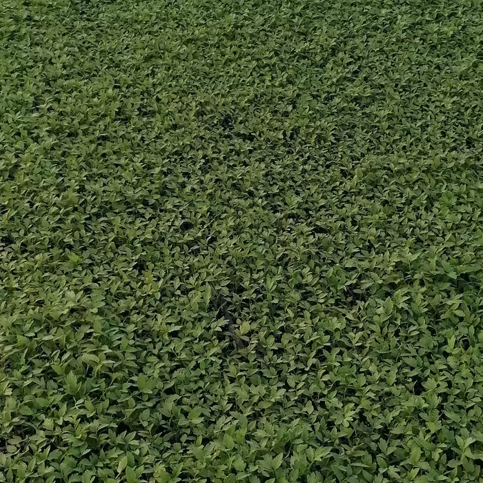 کود کامل جهت گل و گیاهان زینتی و آپارتمانی نیم کیلویی