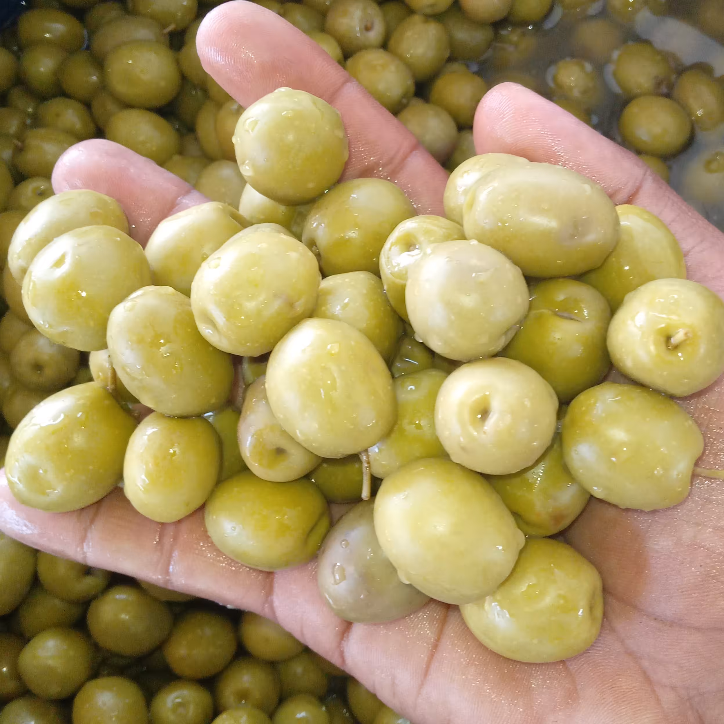 زیتون کنسروی ویژه سایز درشت