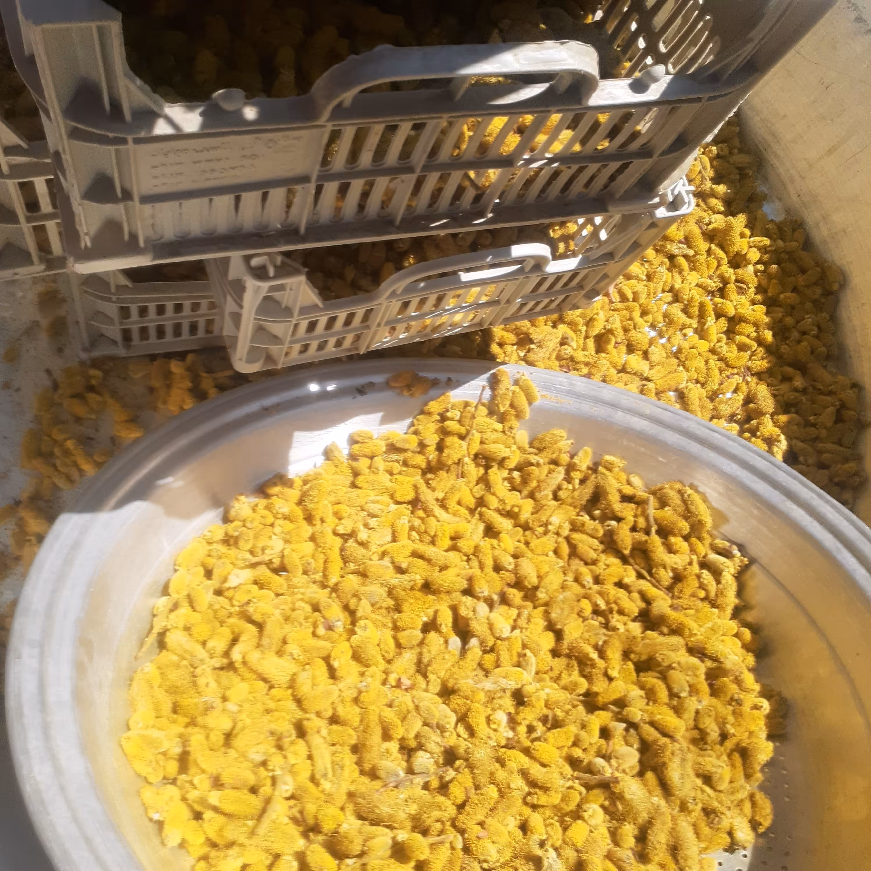 گیاهان عطاری گل بیدمشک دم نوش چای مانند کم خونی آهن طبیعی