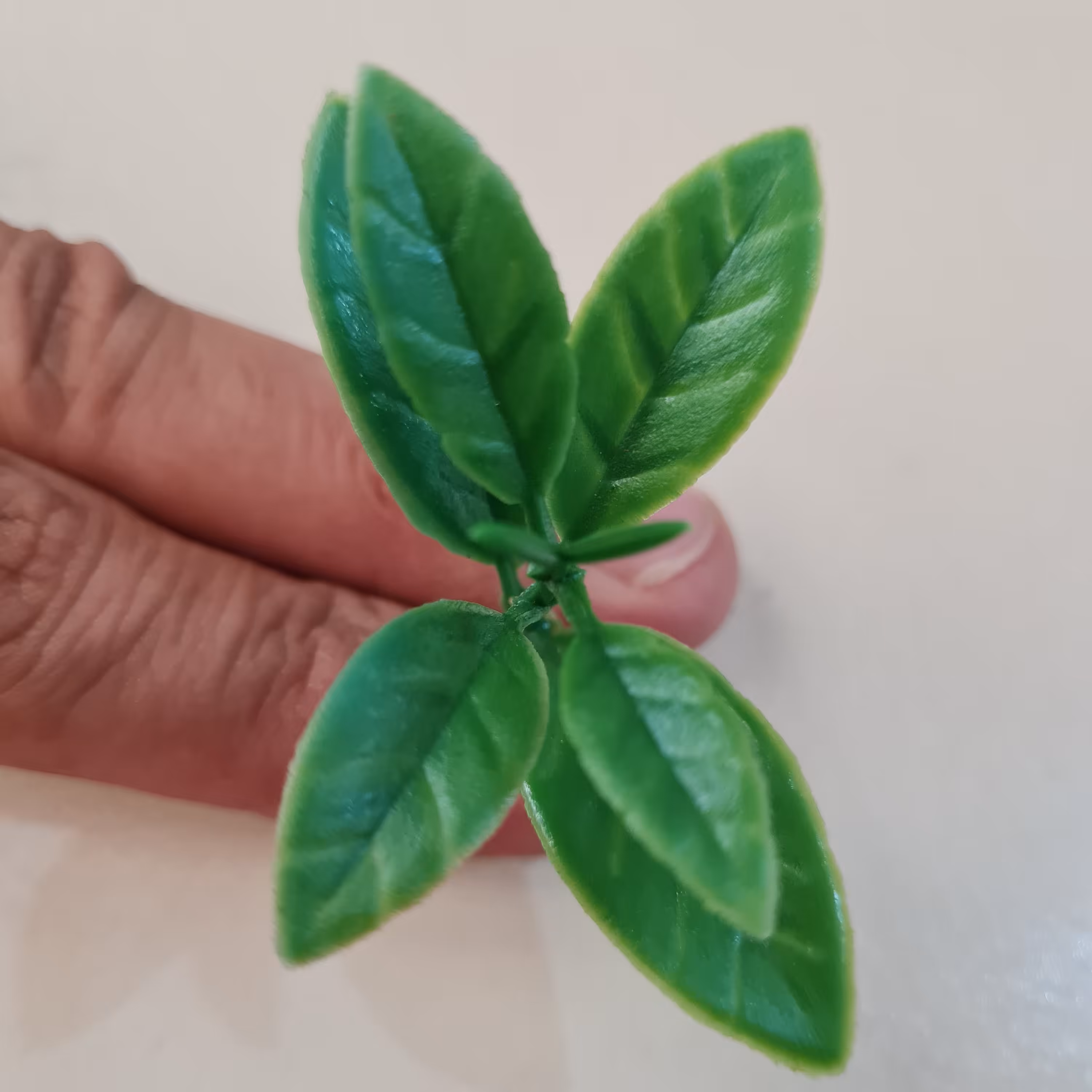 فروش عمده برگ مصنوعی پرتقال هر عدد 1 گرم تعداد در کیلو 1000 عدد ،قیمت درج شده برای 10 کیلو است. (پس کرایه)