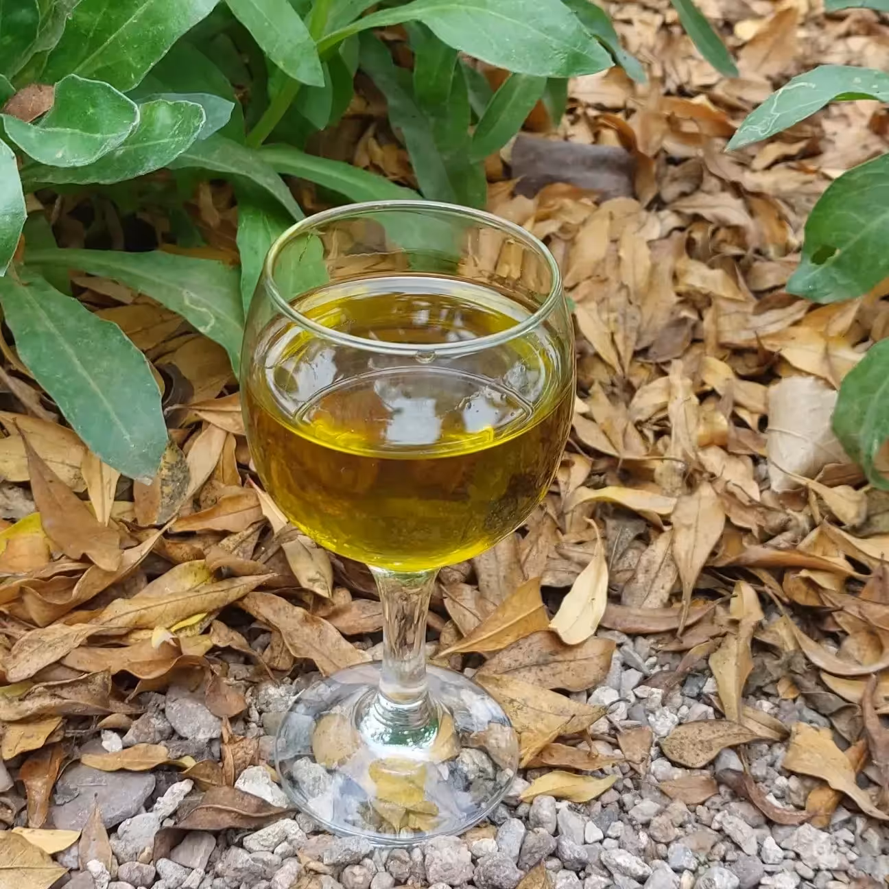 روغن زیتون اصل طارم 