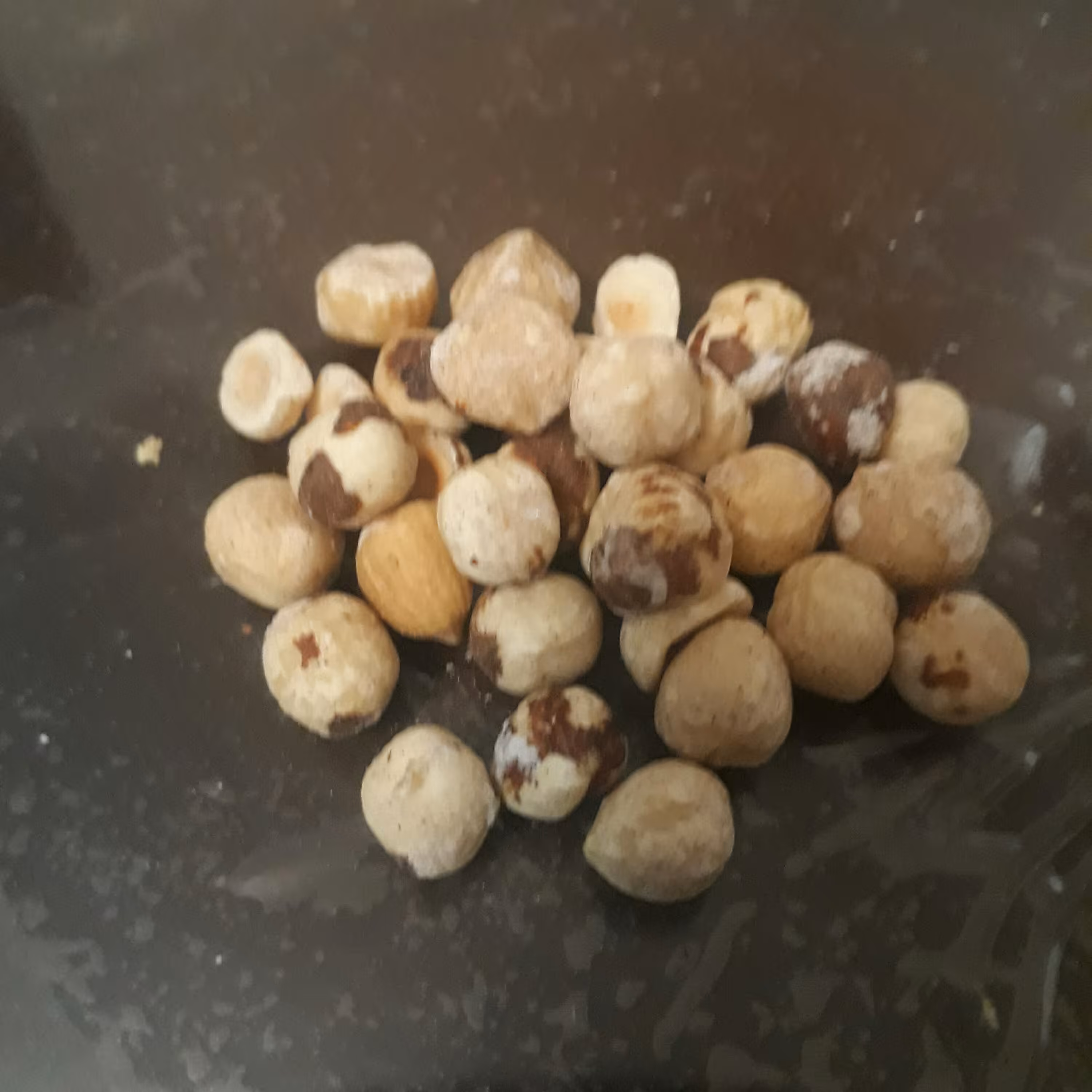 مغز فندوق (ریزومتوسط)