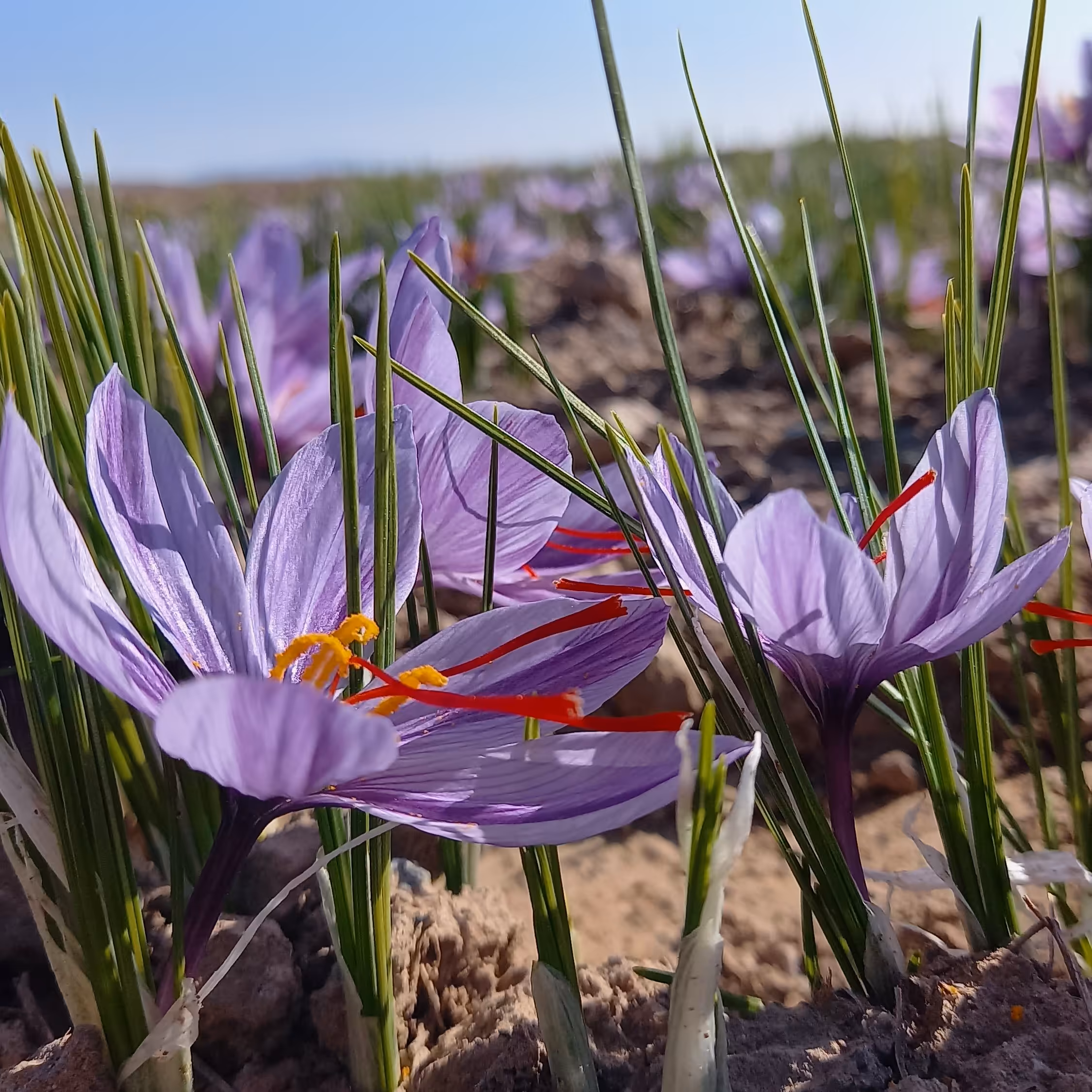 زعفران طبیعی بسته 10مثقالی