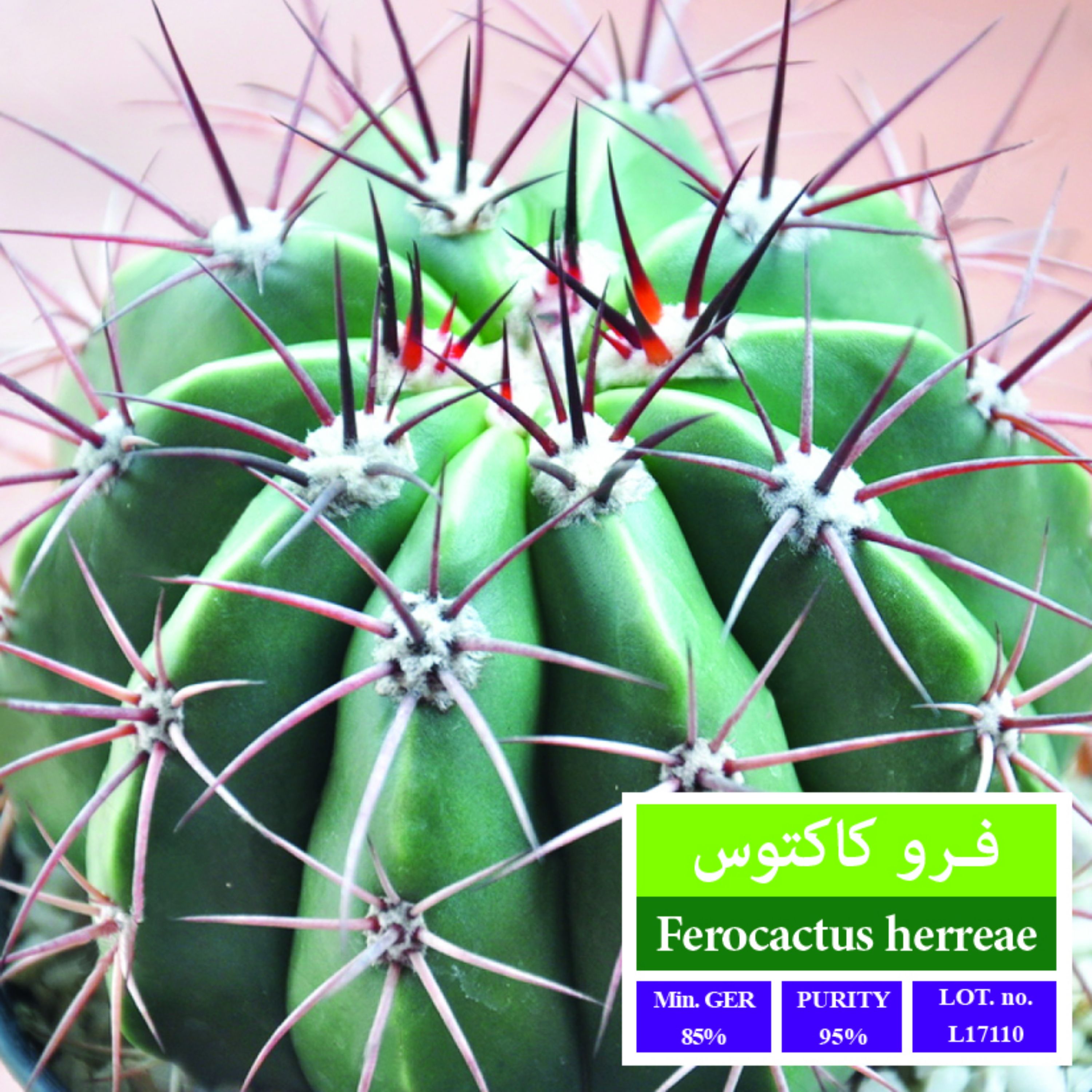 بذر کاکتوس فرو کاکتوس بذر طلایی رویان
