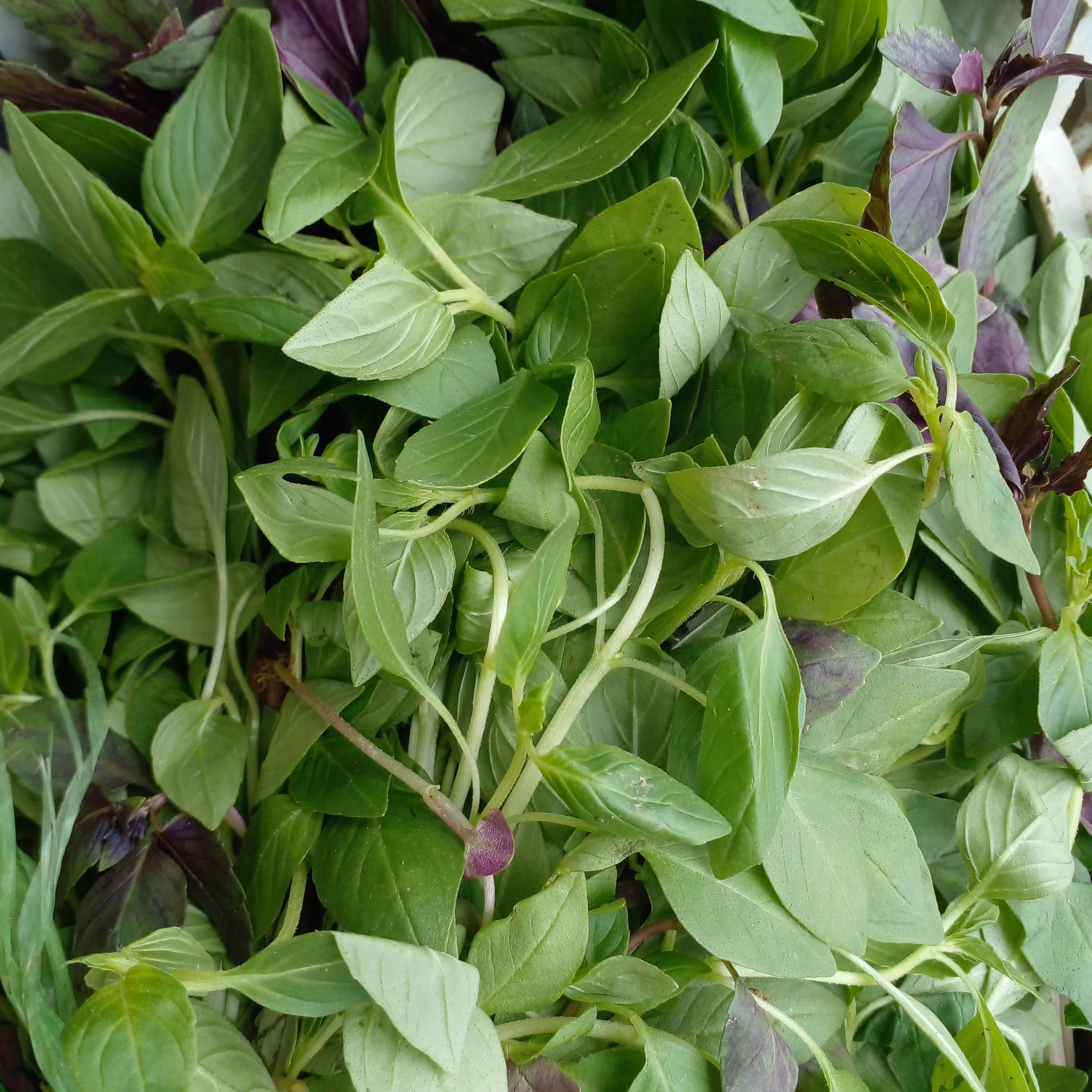 انواع سبزیجات پاک نشده بعدازسفارش چیده میشه ریزسبز دورریزخیلی کم بدون گل آب چاه