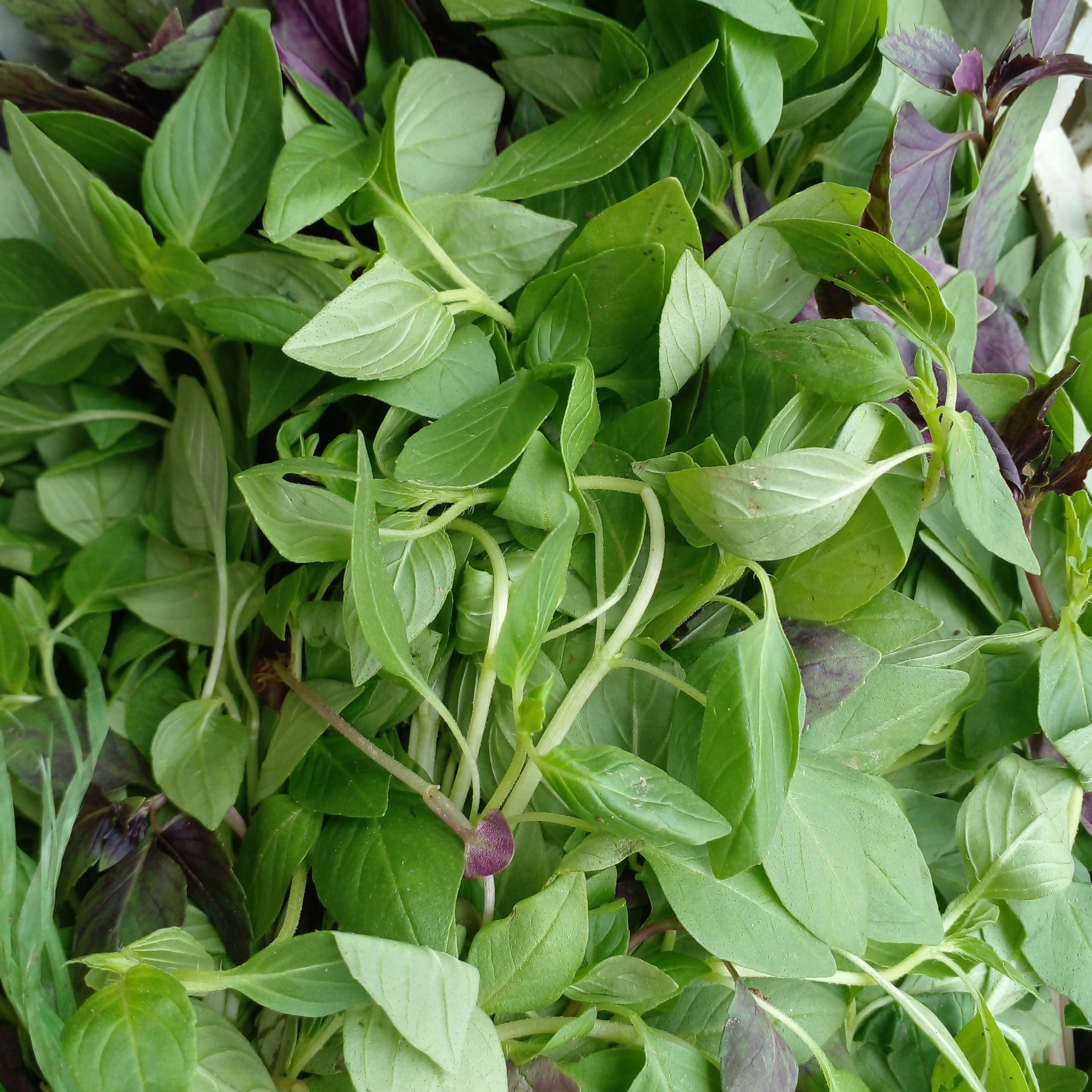 انواع سبزیجات پاک نشده بعدازسفارش چیده میشه ریزسبز دورریزخیلی کم بدون گل آب چاه