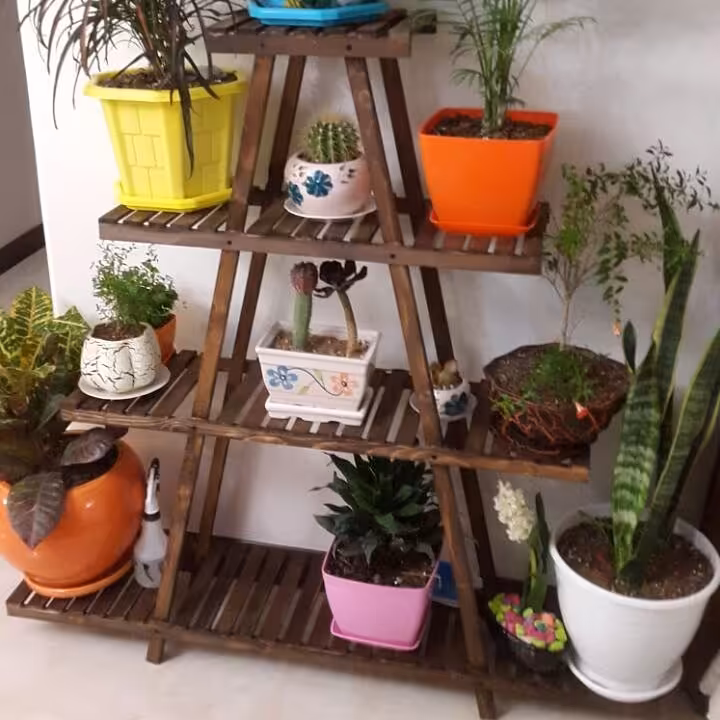 استندگل هرمی استندگل شلف
