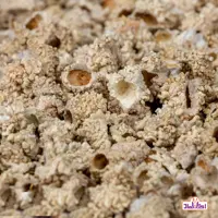 شکر تیغال 100 گرمی اعتماد  ( شکرتیغال )(خارشکر )
