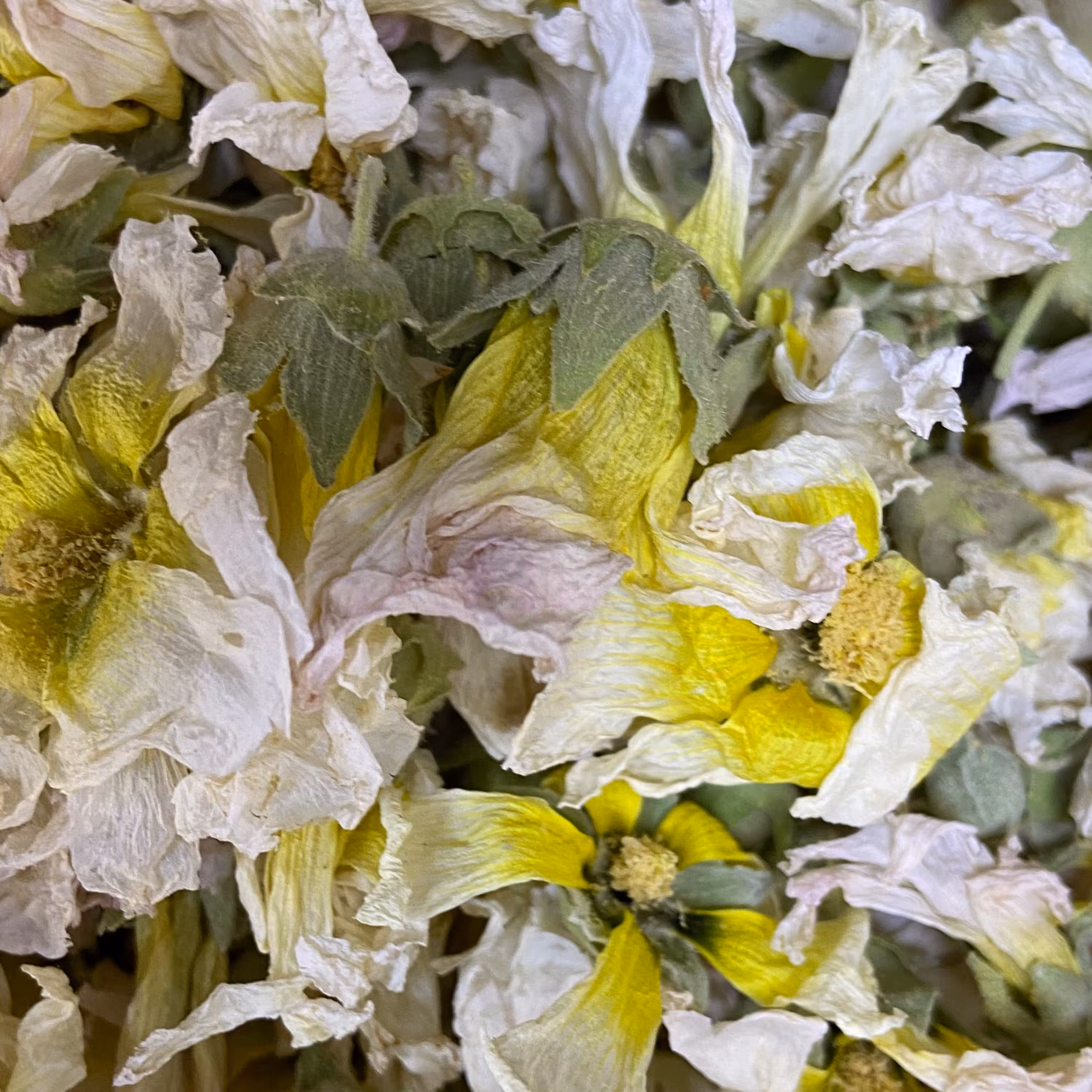 گل ختمی سفید ( 1کیلویی)