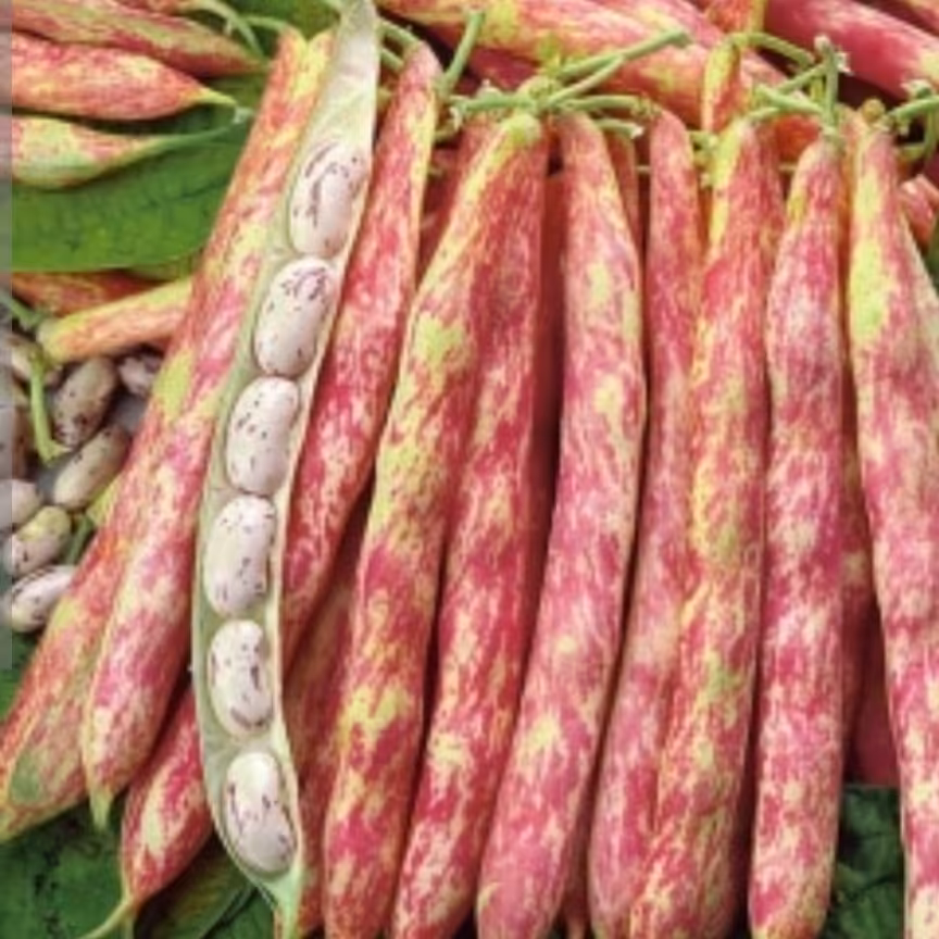 لوبیا چیتی تازه هرکیلو