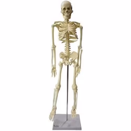 اسکلت بدن انسان 1/4 اندازه طبیعی