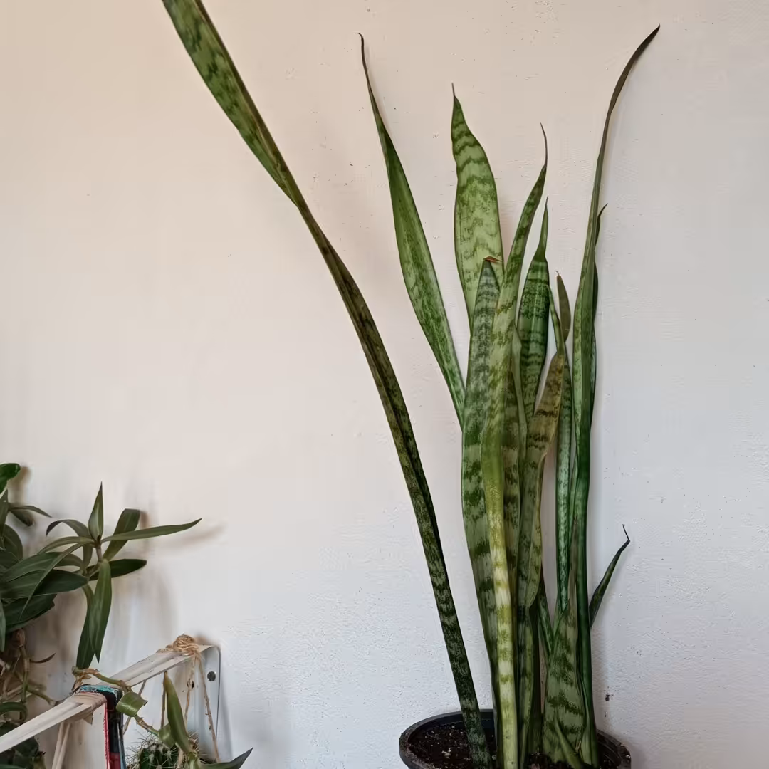 سانسوریا (70سانت)2