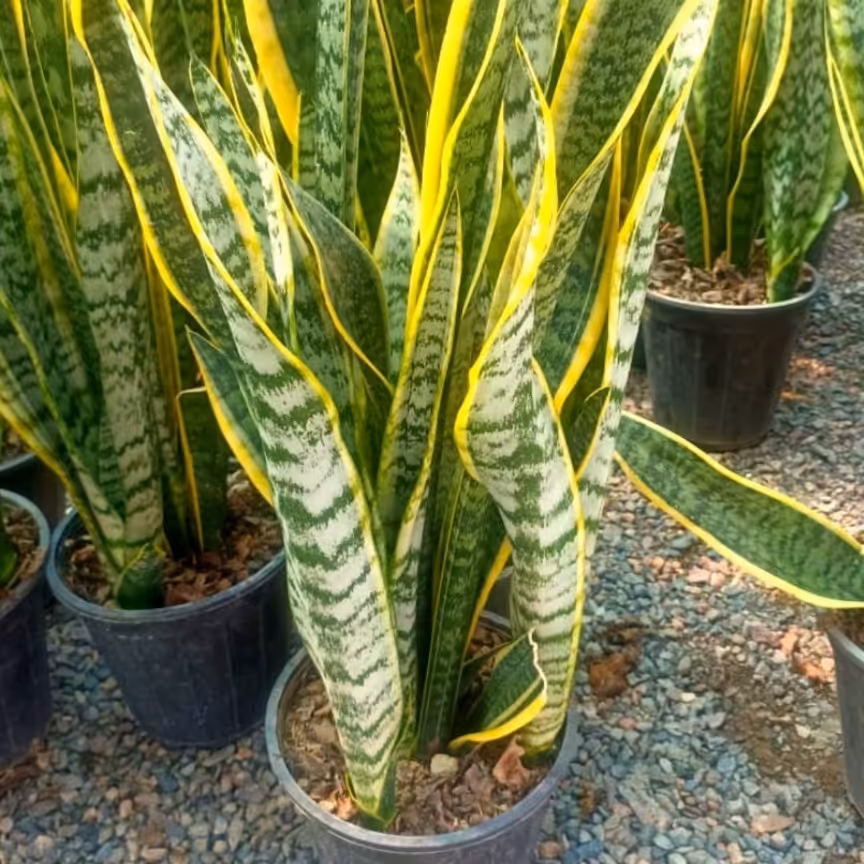 گیاه سانسوریاابلق از دوقلاف شروع میشه تا ب بالا 