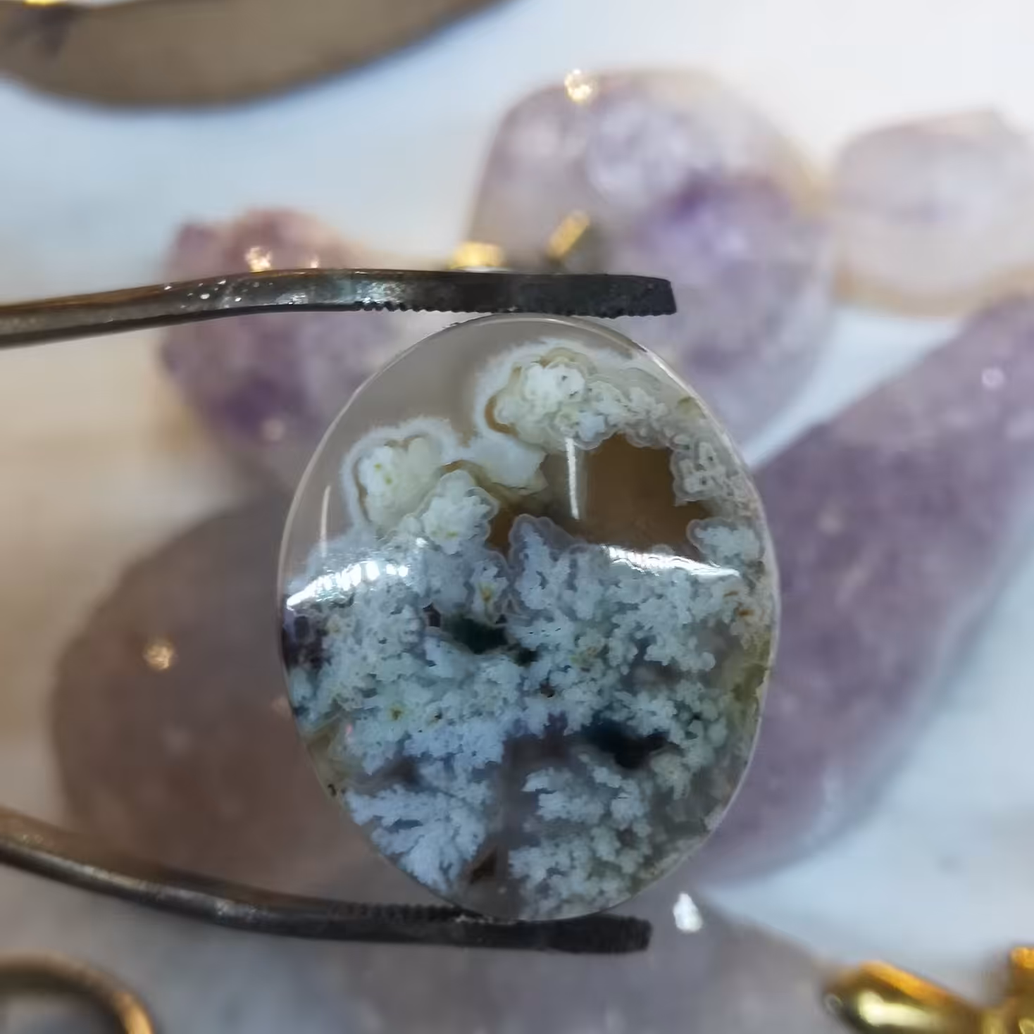 نگین شجر بسیار زیبا دریایی