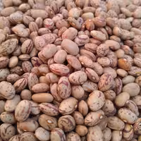 لوبیا چیتی یک کیلویی 