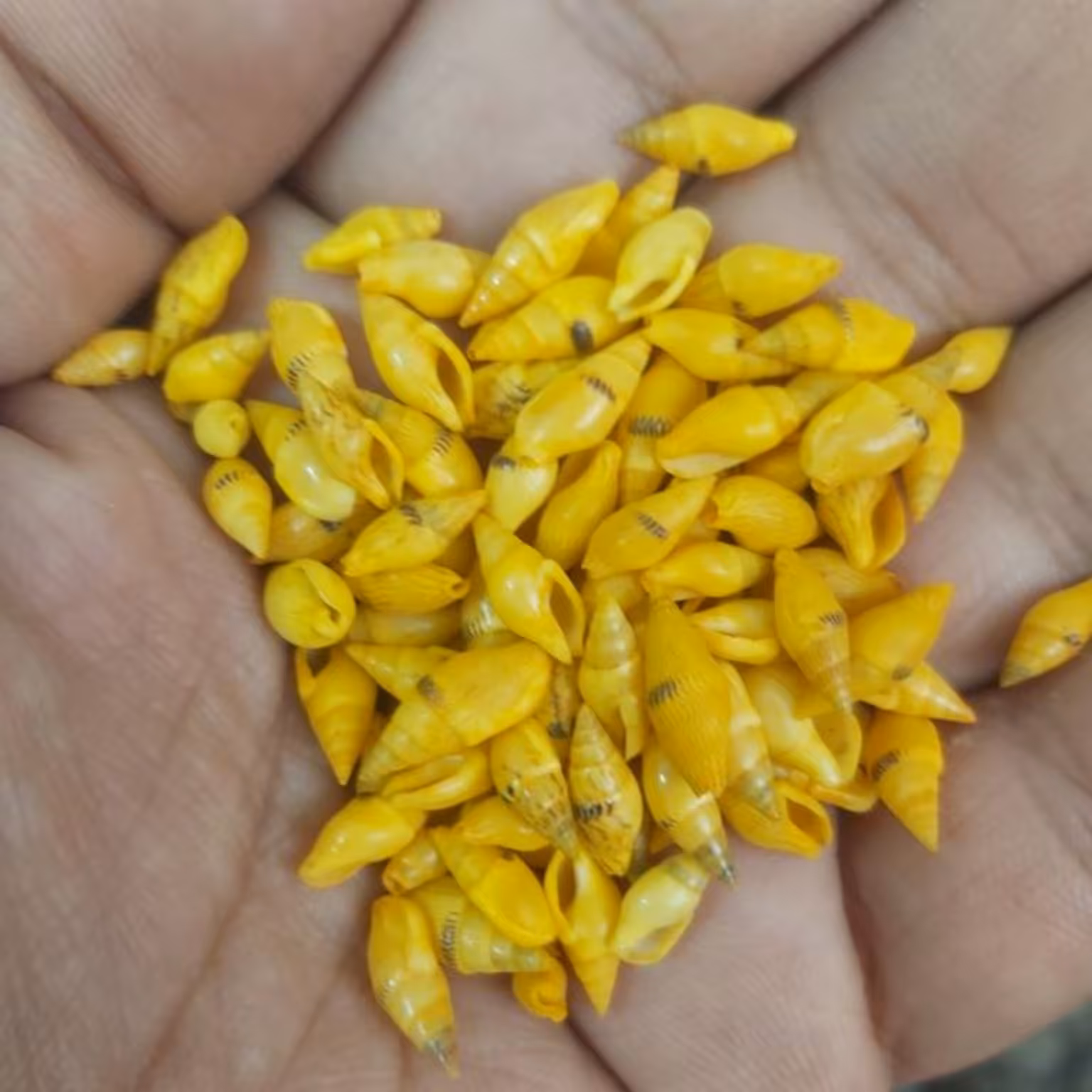 صدف حلزونی گندمی زرد بسته 10 گرمی