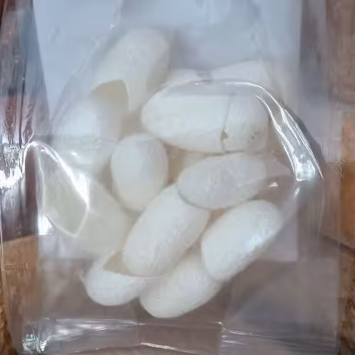 پیله ابریشم (بسته 10 عددی)