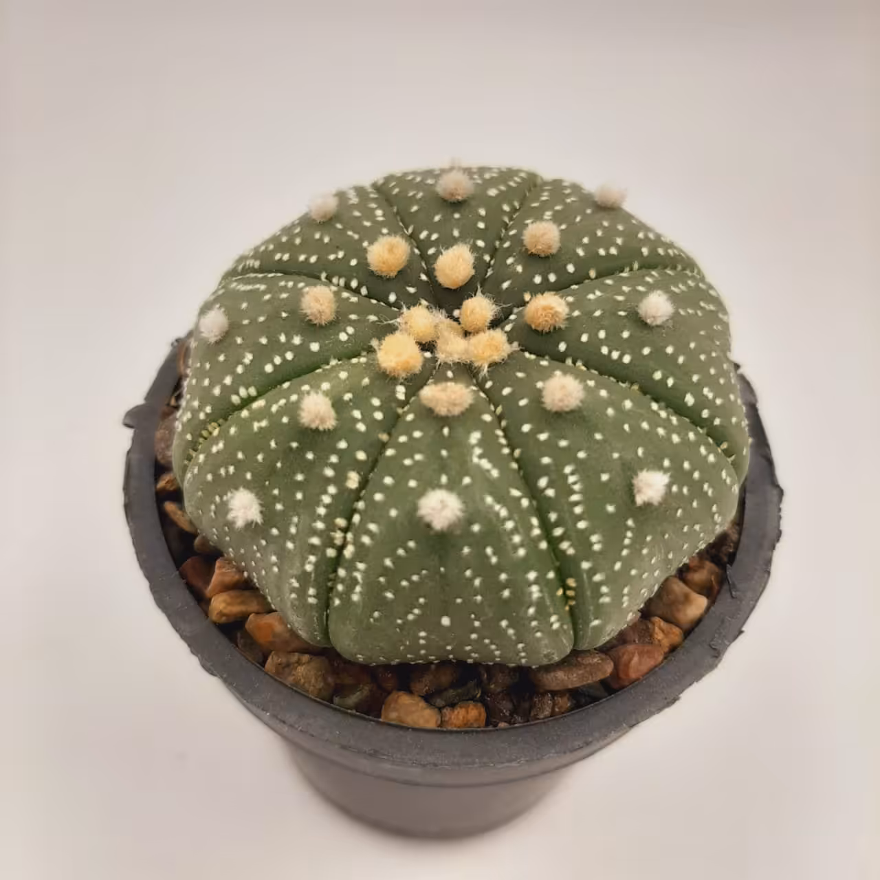 آستروفیتوم آستریاس اویبو بیگ