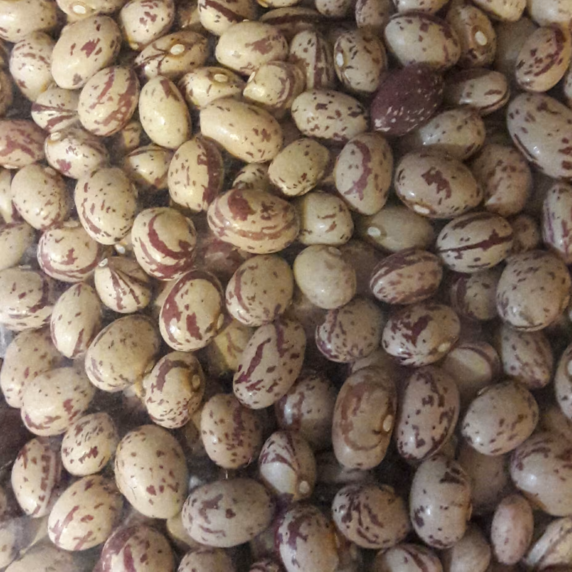 لوبیا چیتی  ایرانی 500 گرمی