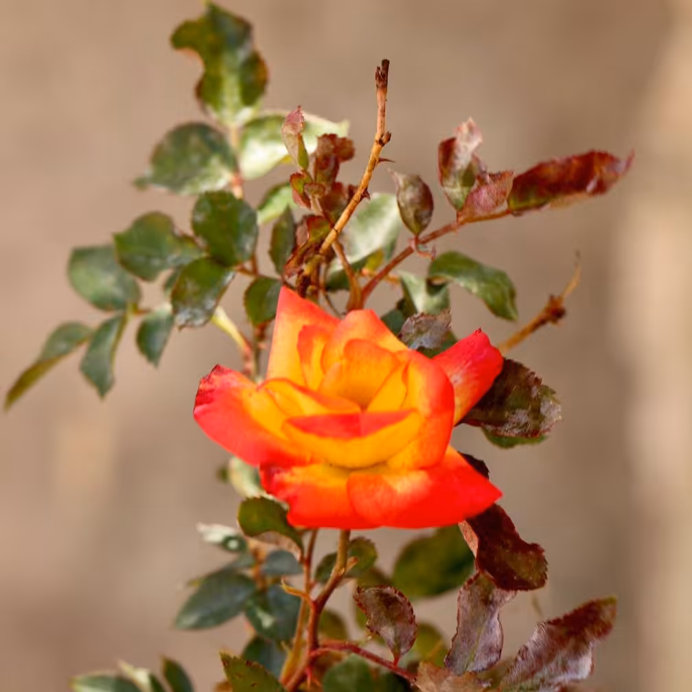 گل رز هفت رنگ 3 ساله (نایلکسی)