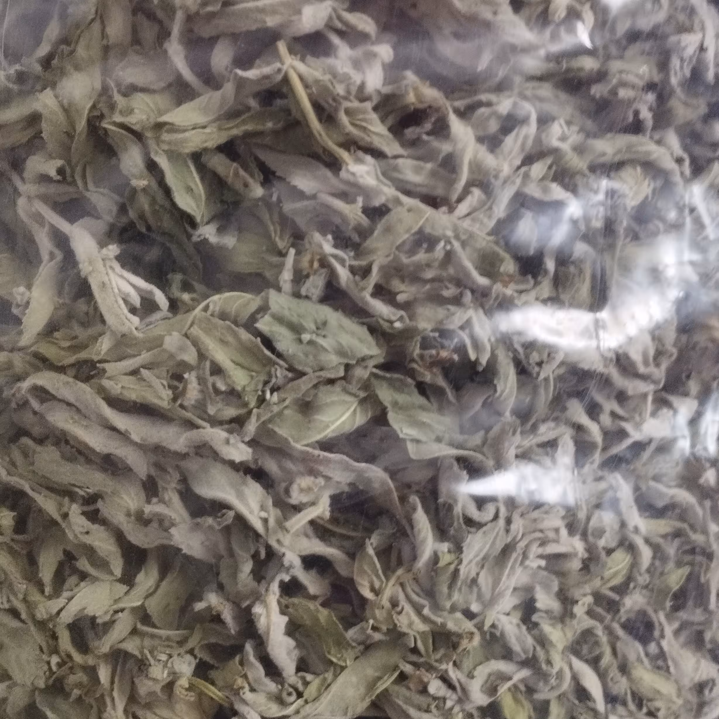 پونه محلی خشک